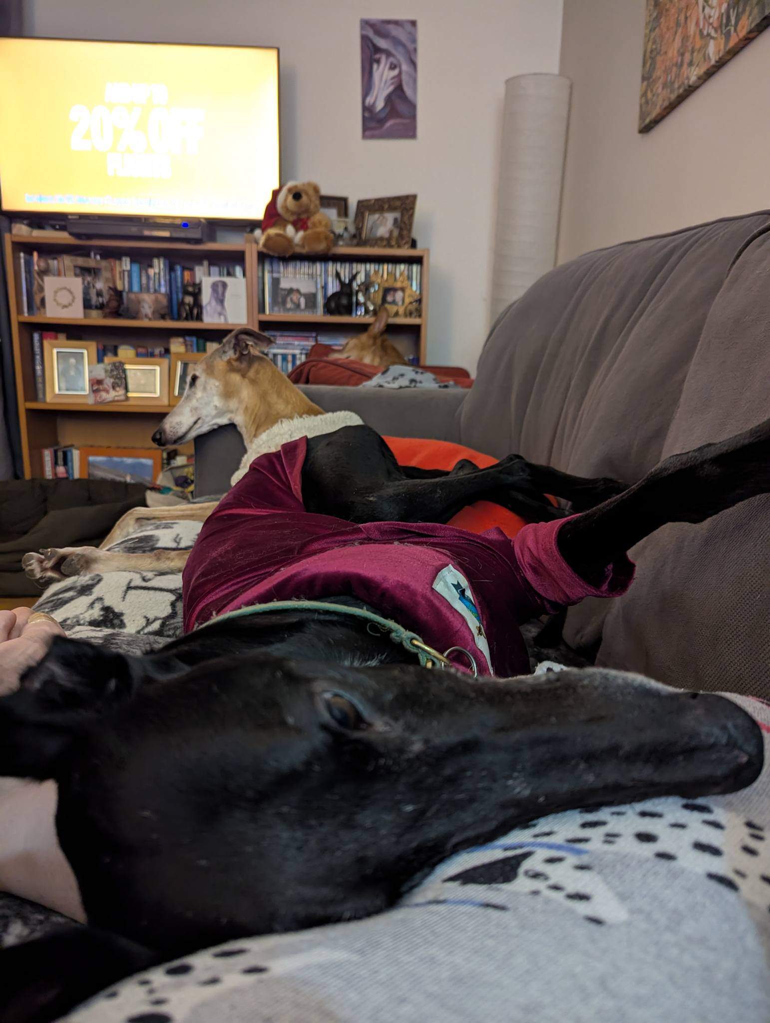 guijo_1185847573755529