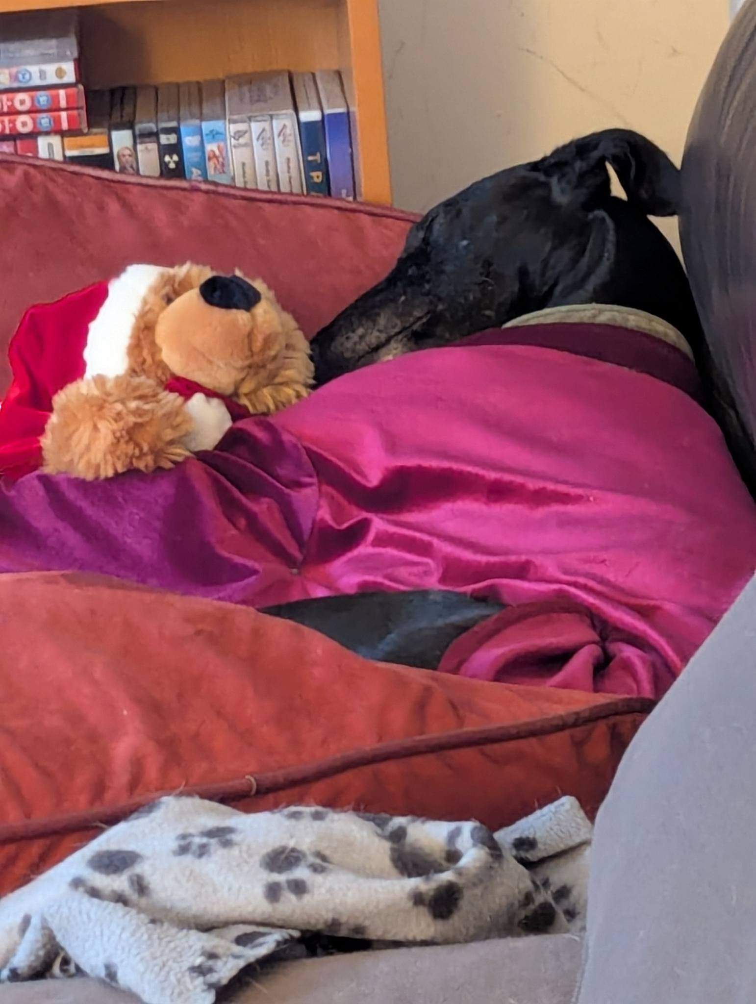 guijo_1185847627088857