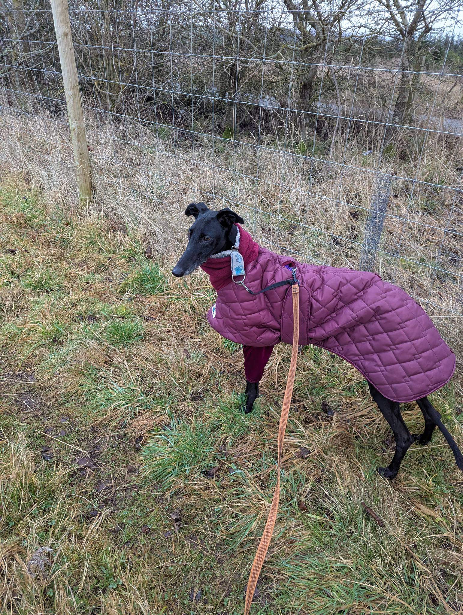 guijo_1185847697088850