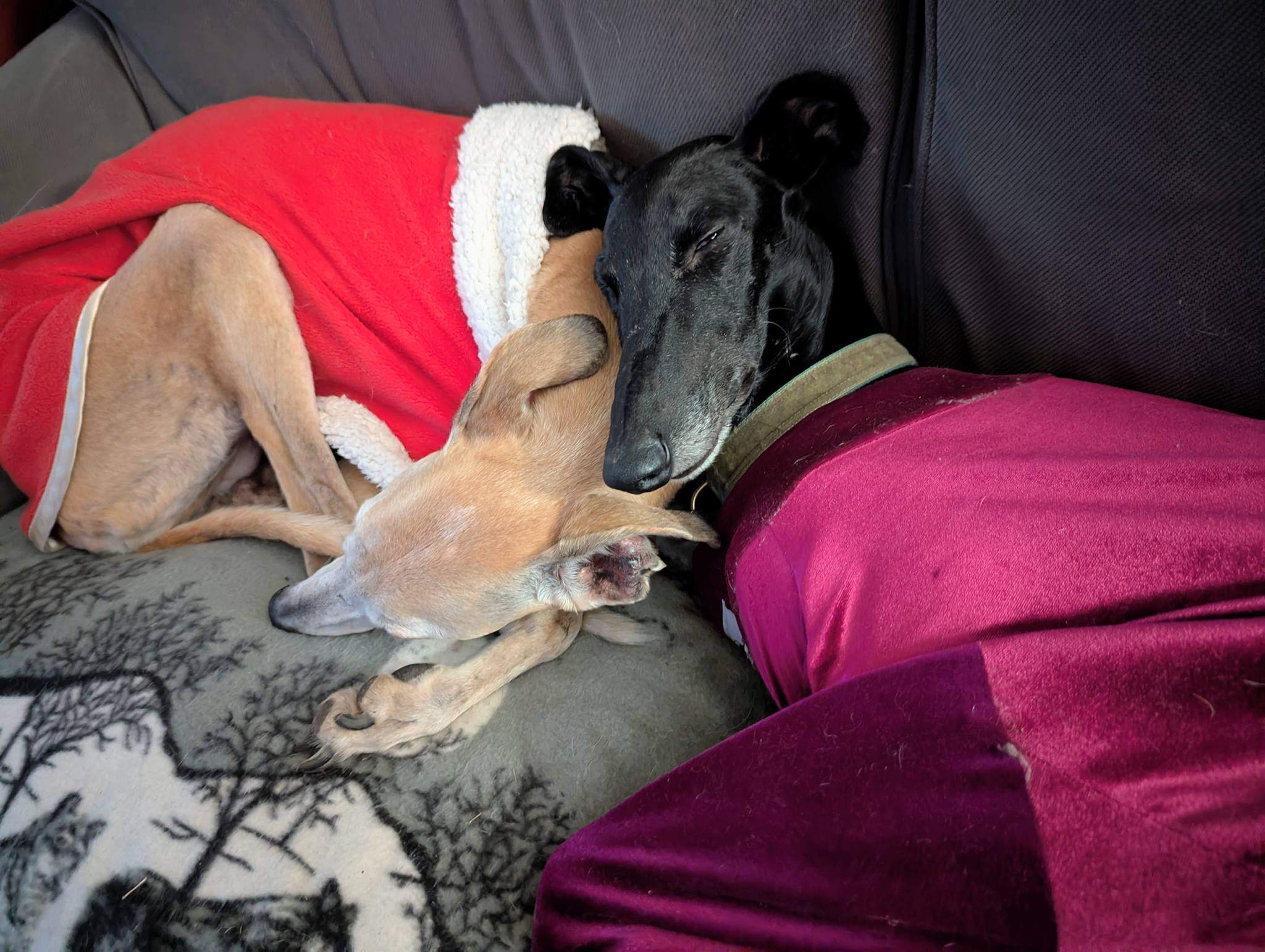 guijo_1185847773755509