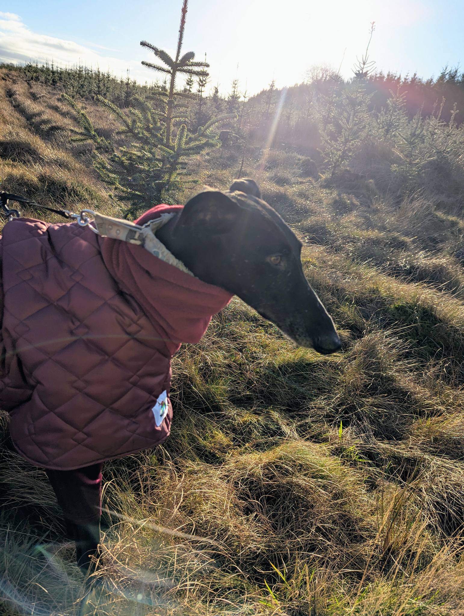 guijo_1185847823755504