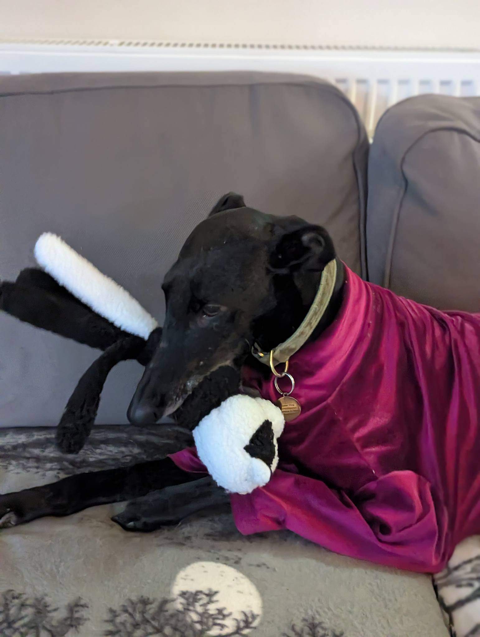 guijo_1185847950422158