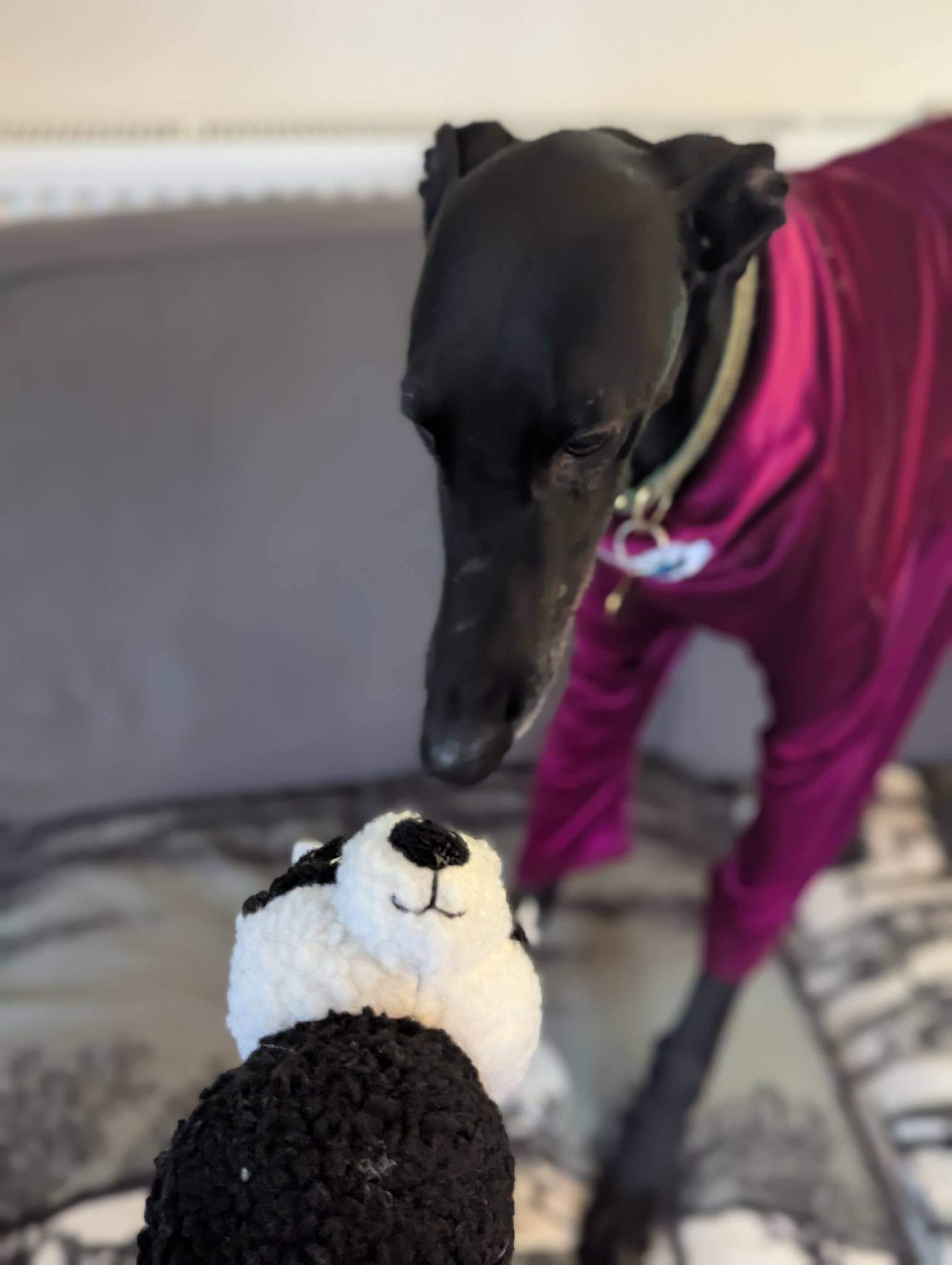 guijo_1185848007088819