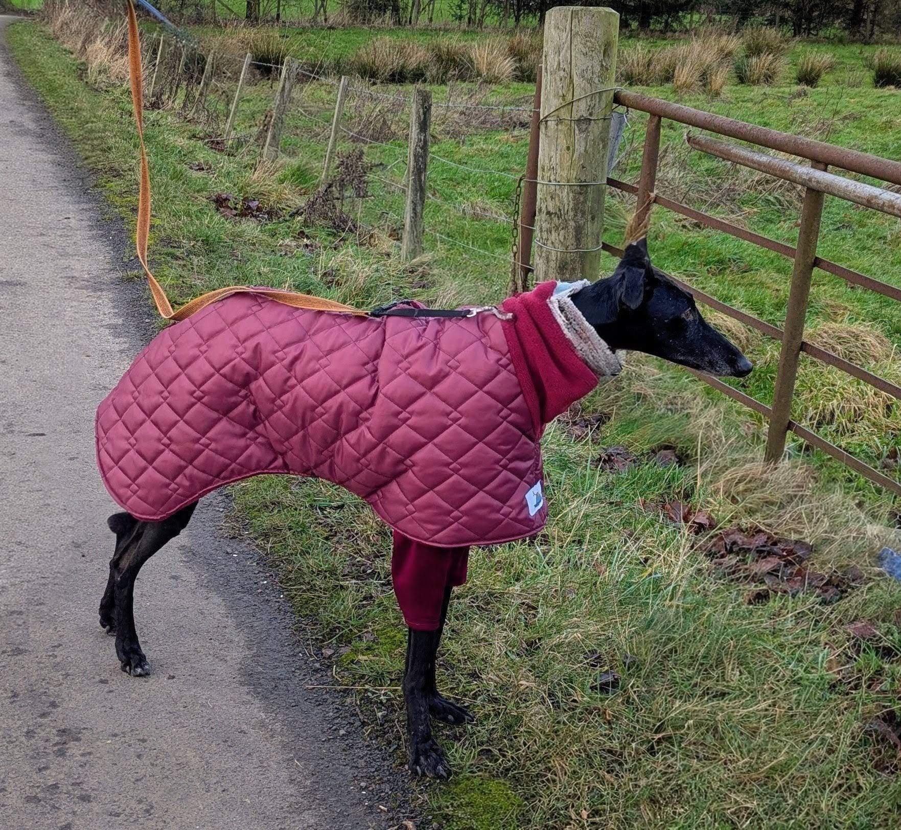 guijo_1185848100422143