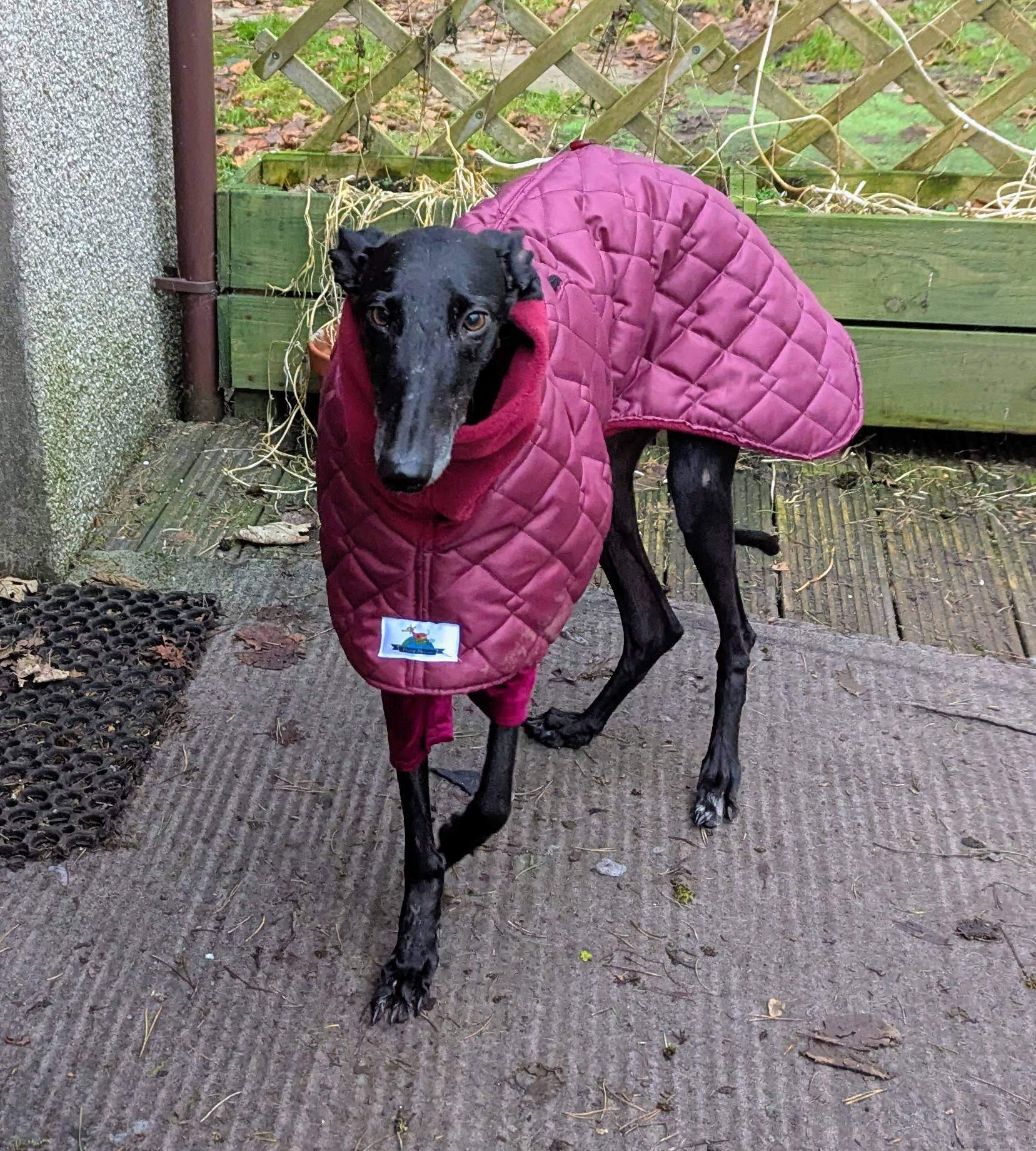 guijo_1185848160422137