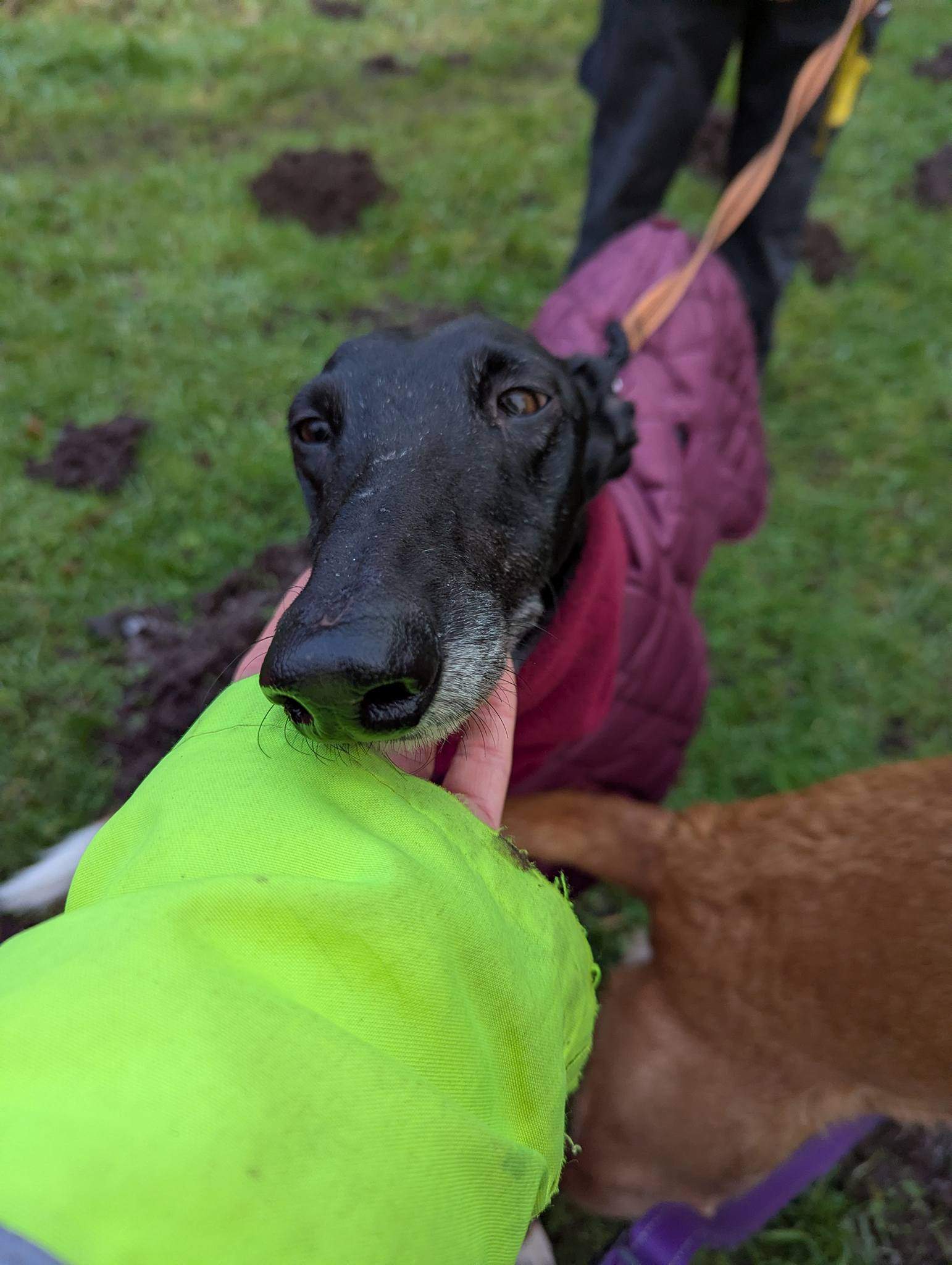 guijo_1185848243755462