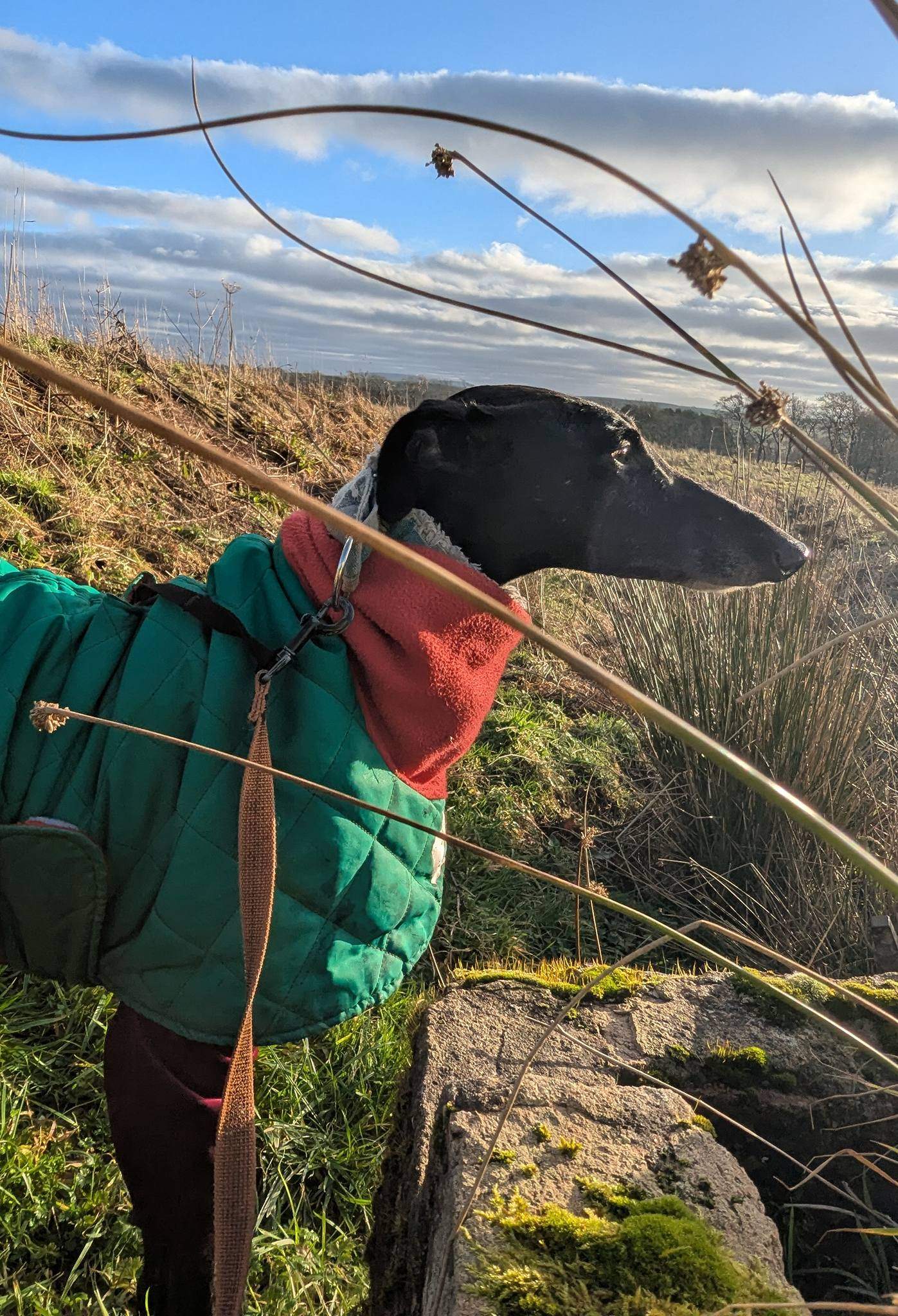 guijo_1185848293755457