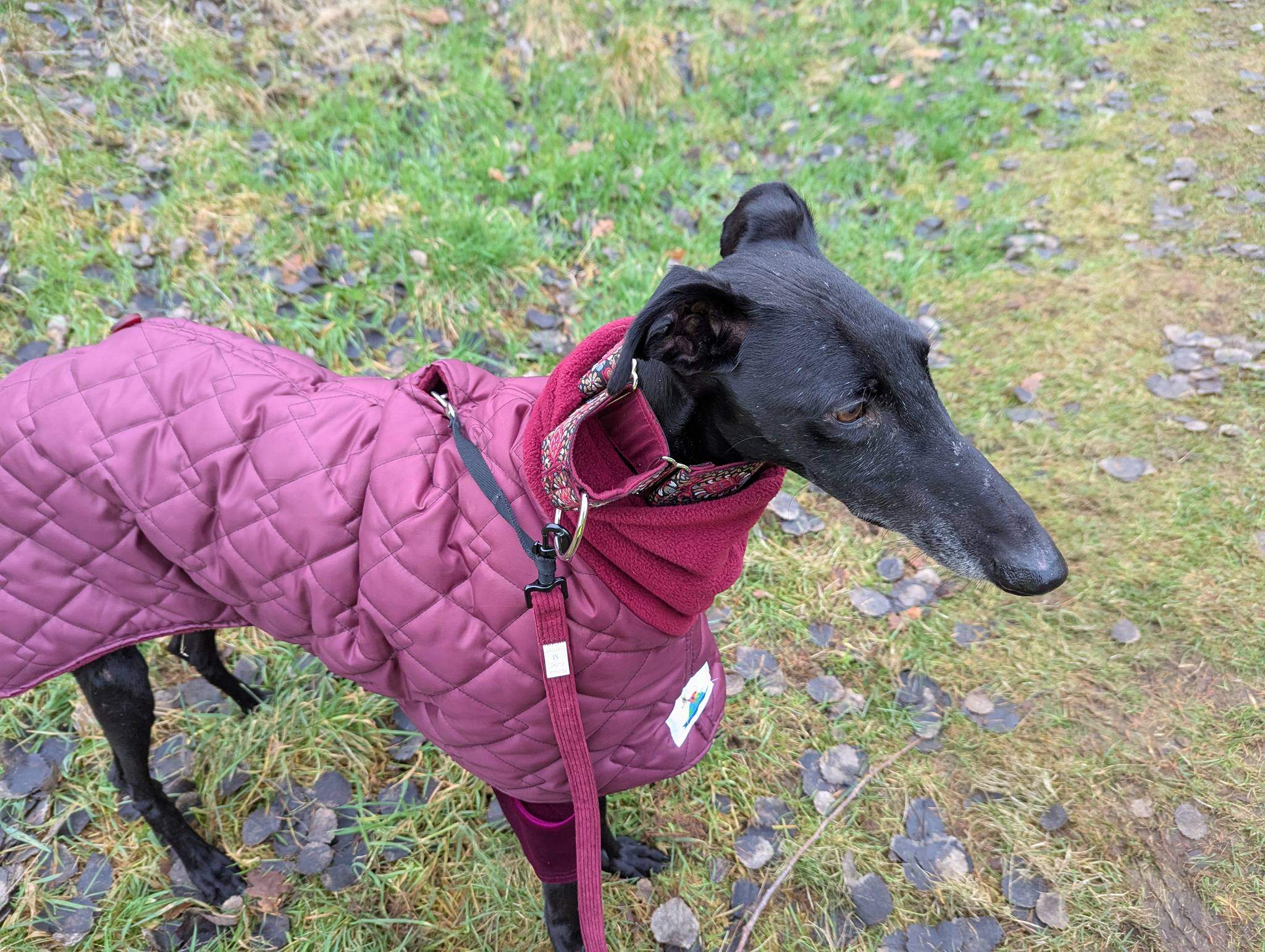 guijo_1185848420422111