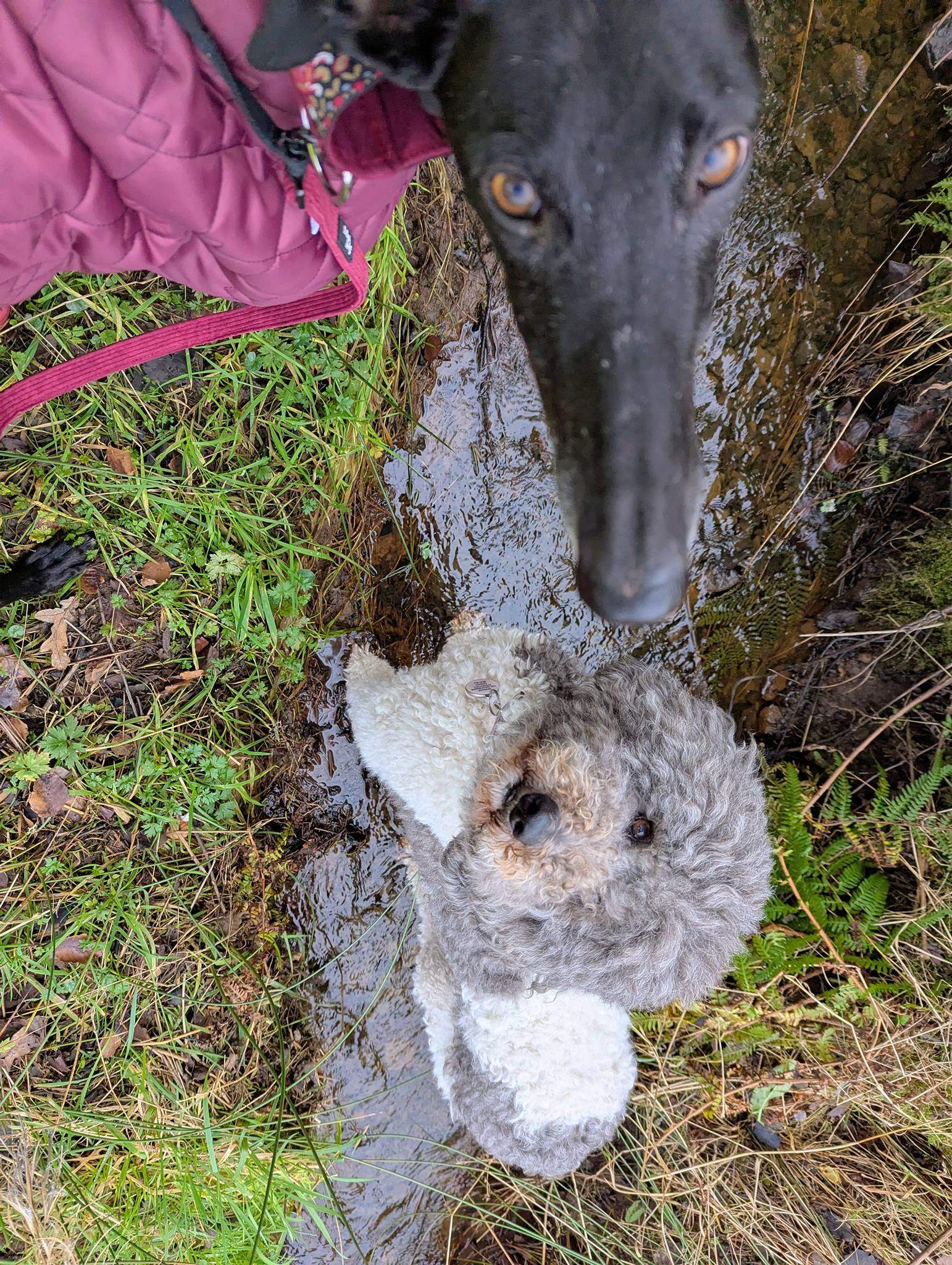 guijo_1185848473755439