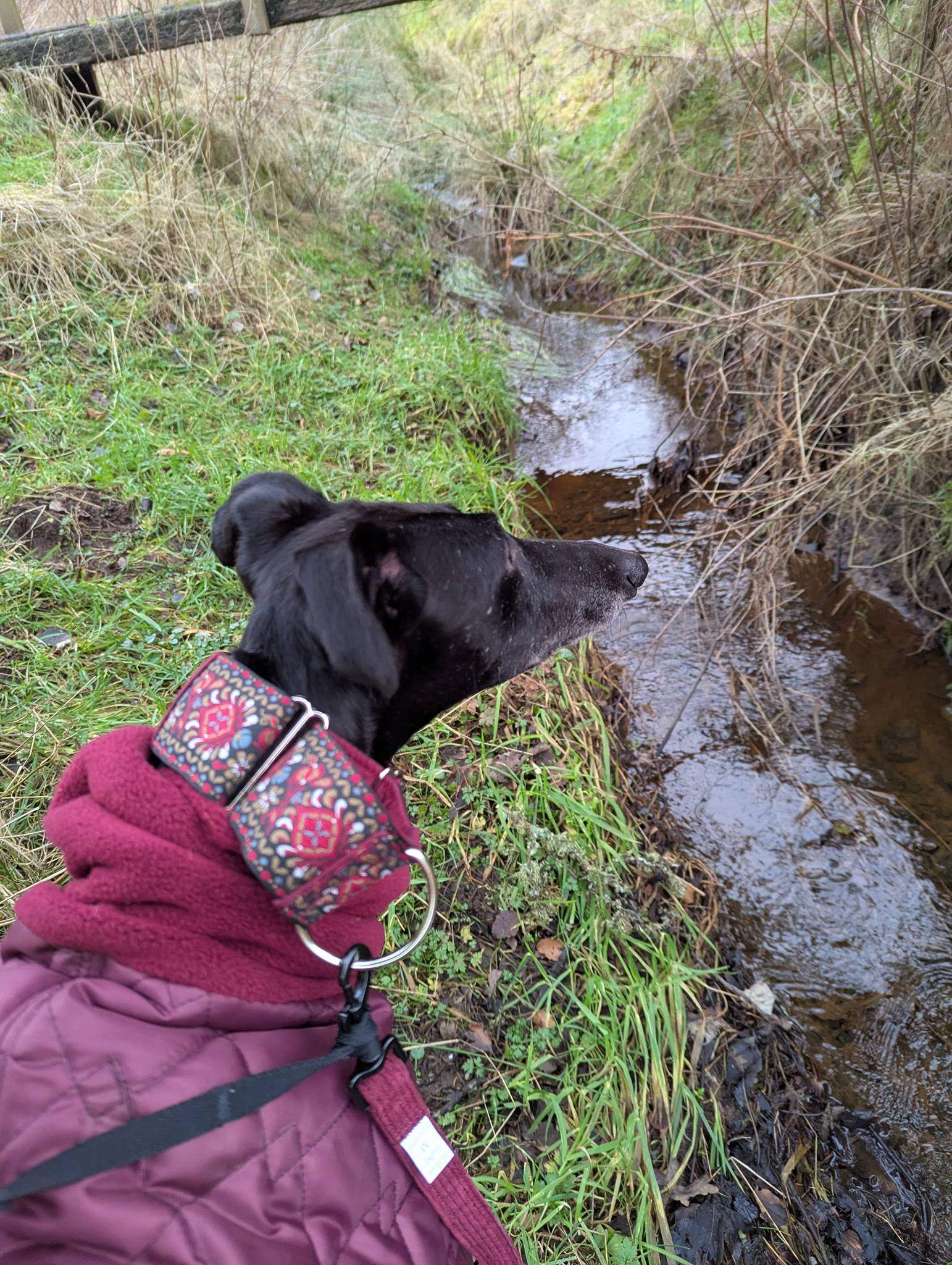 guijo_1185848553755431