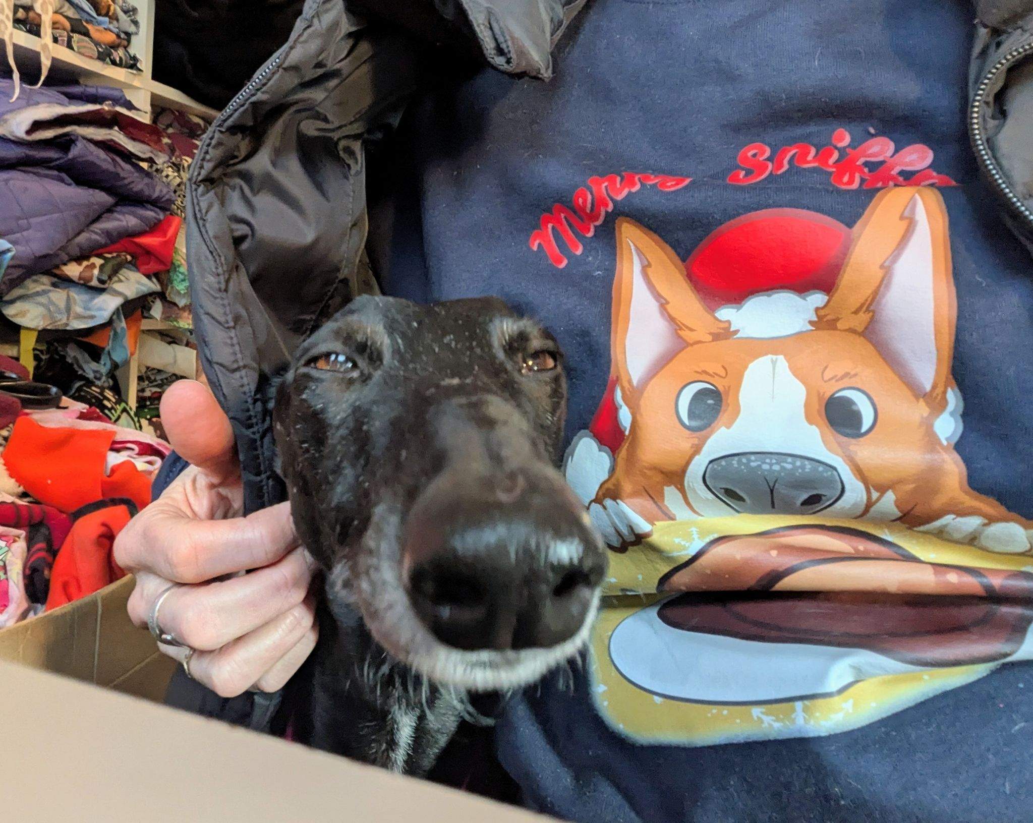 guijo_1186586883681598