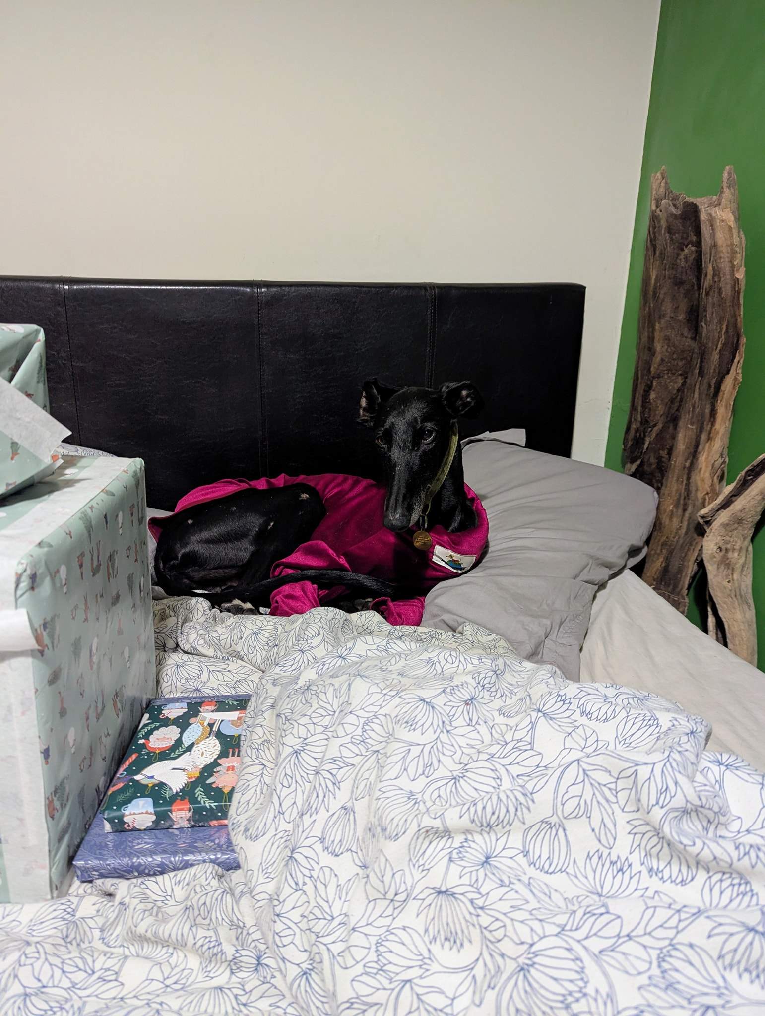 guijo_1187495366924083