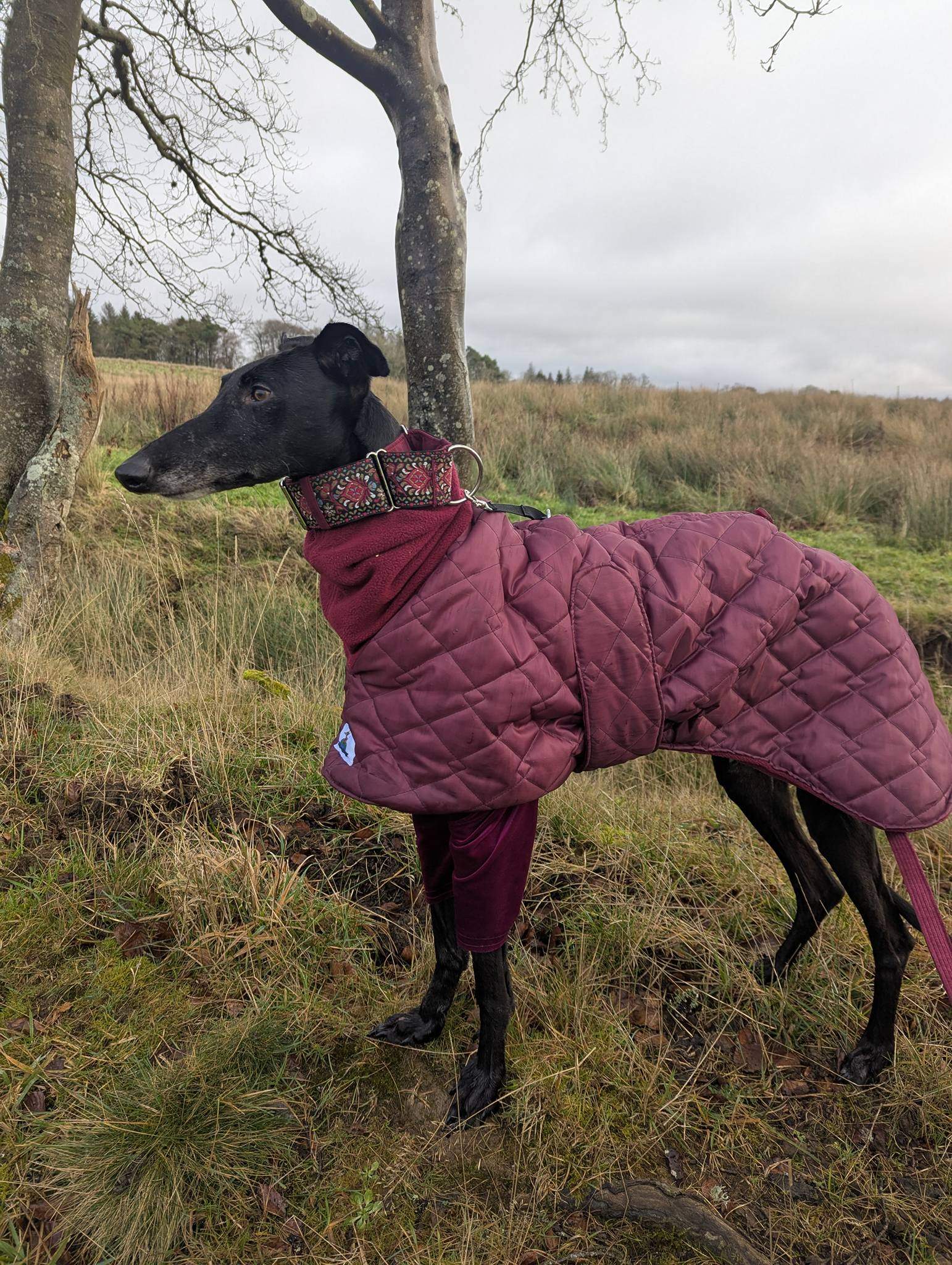 guijo_1187949896878630