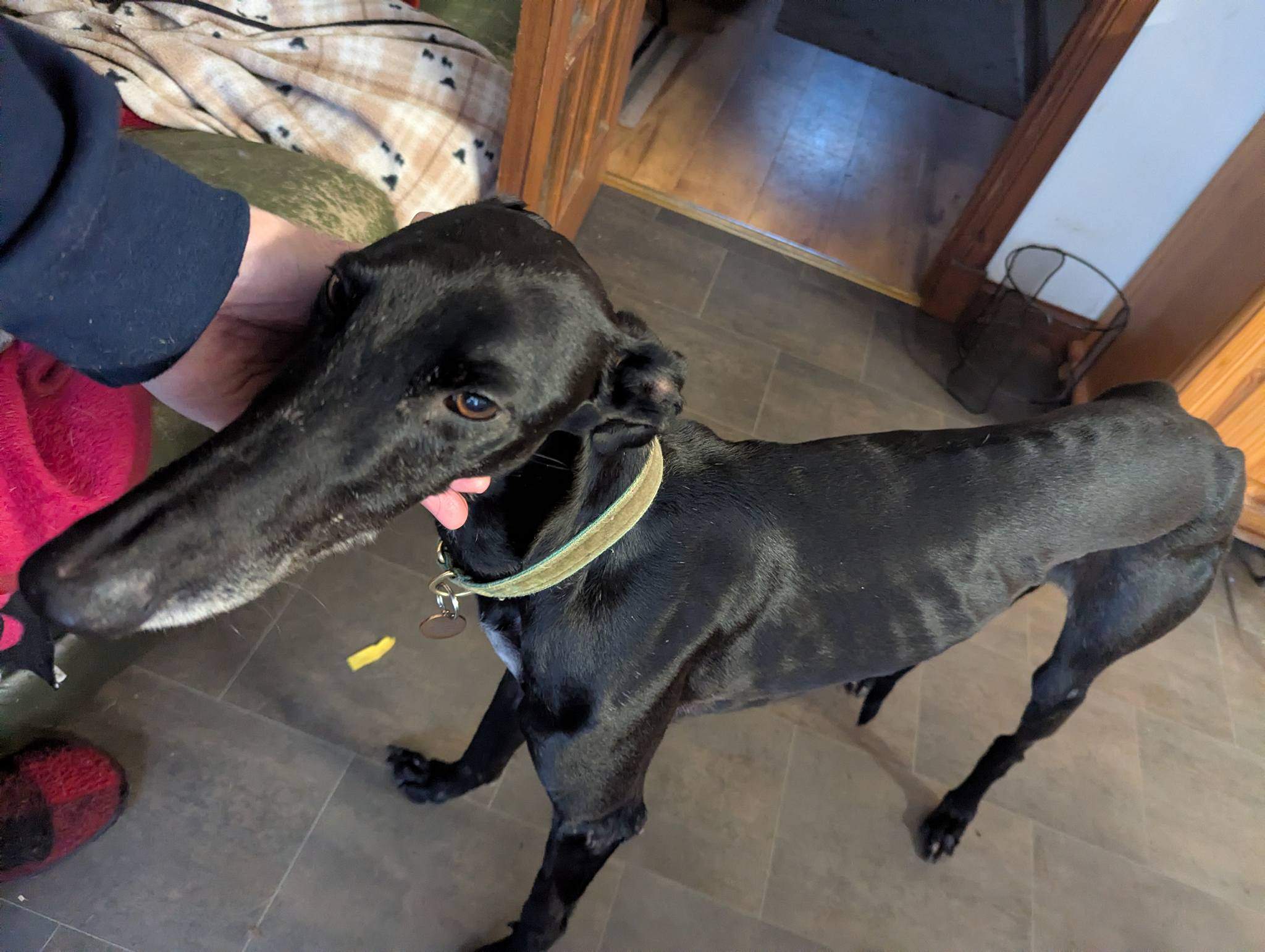 guijo_1187950000211953