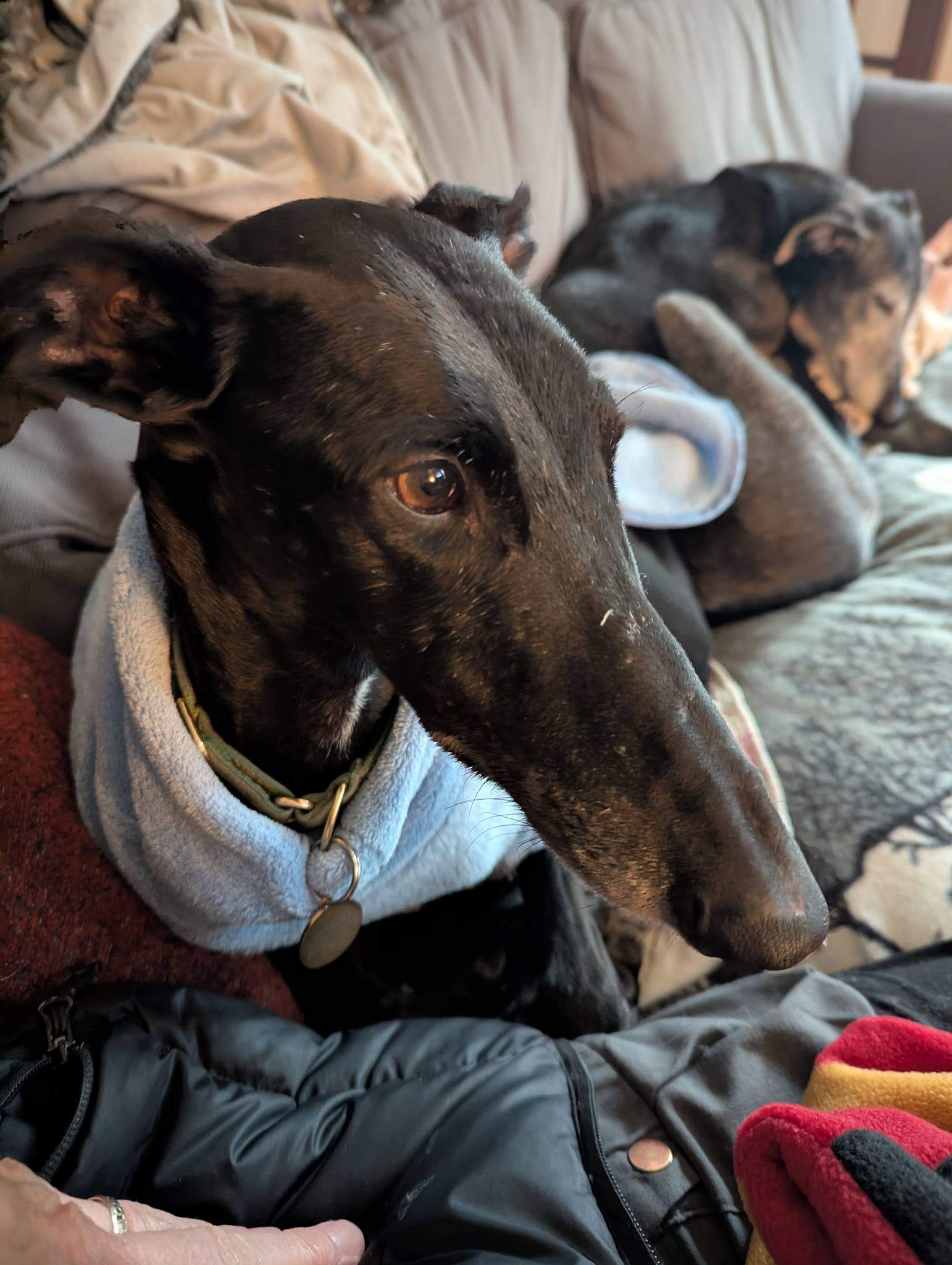 guijo_1187950066878613