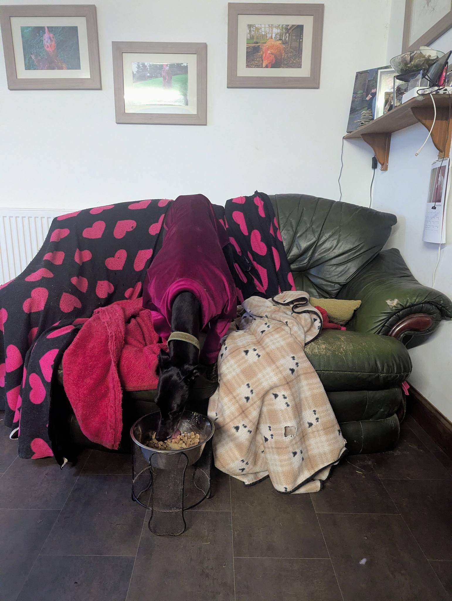 guijo_1187950116878608