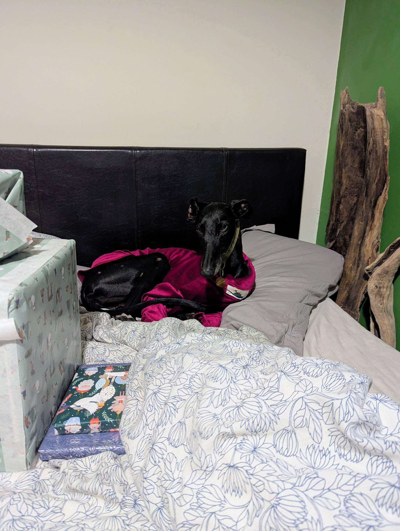 guijo_1187950190211934