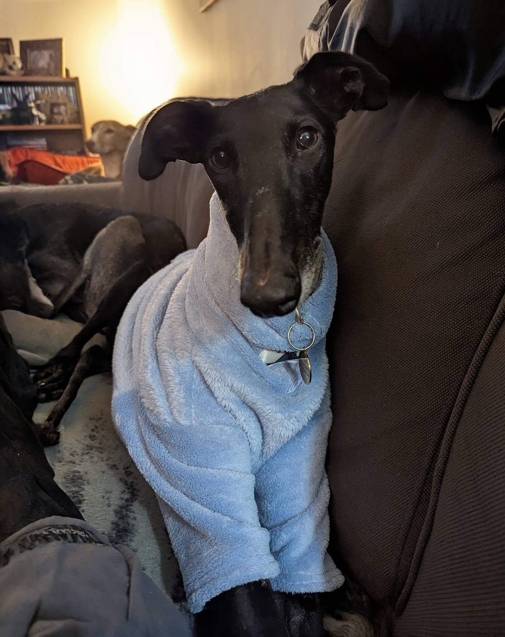 guijo_1188136193526667