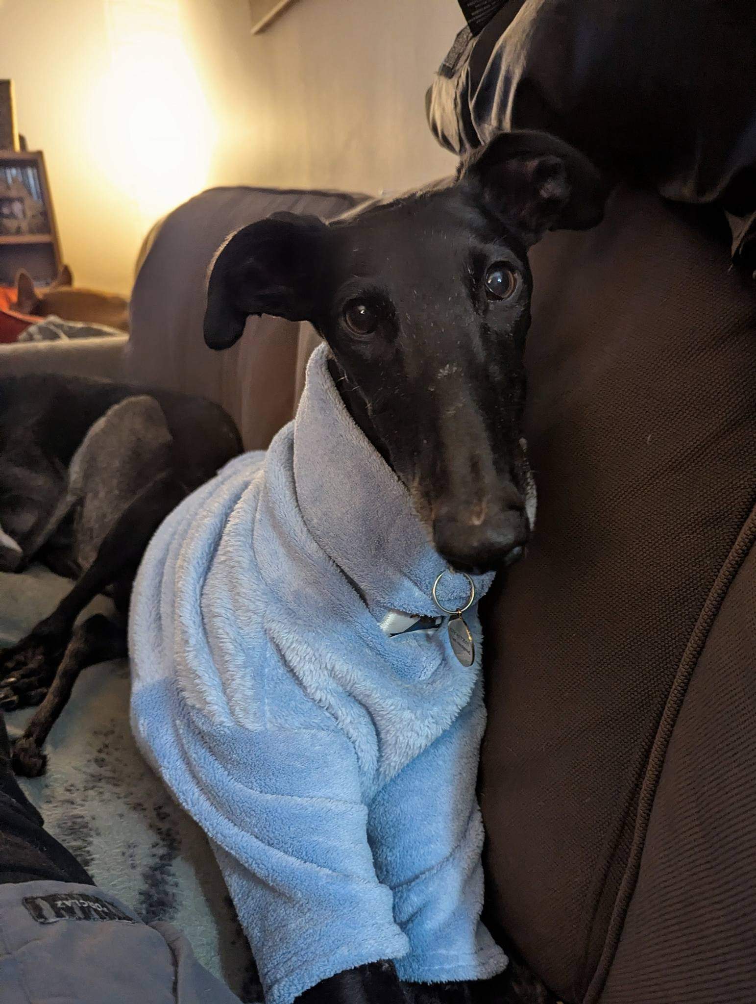 guijo_1188136263526660