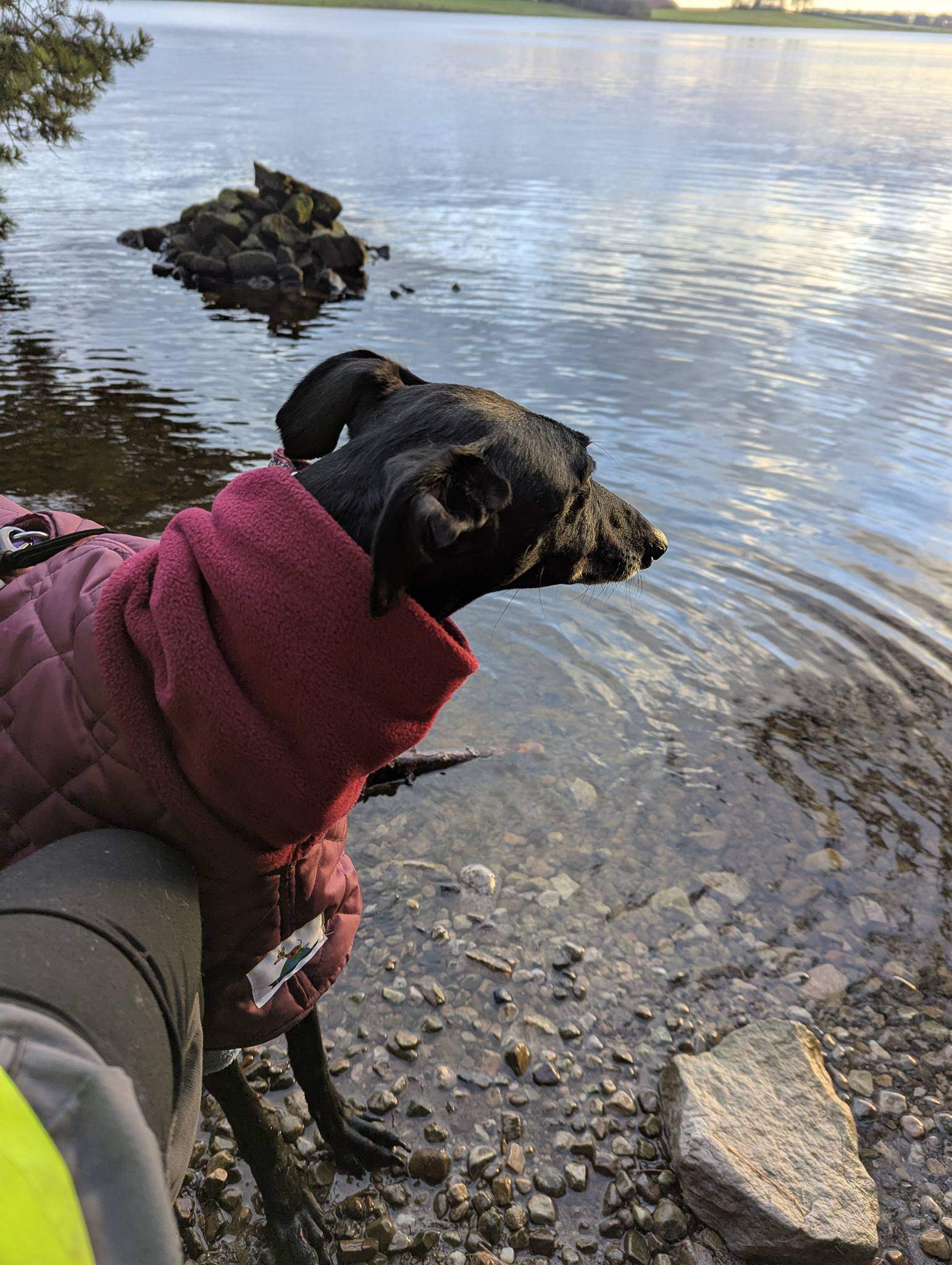 guijo_1188902633450023