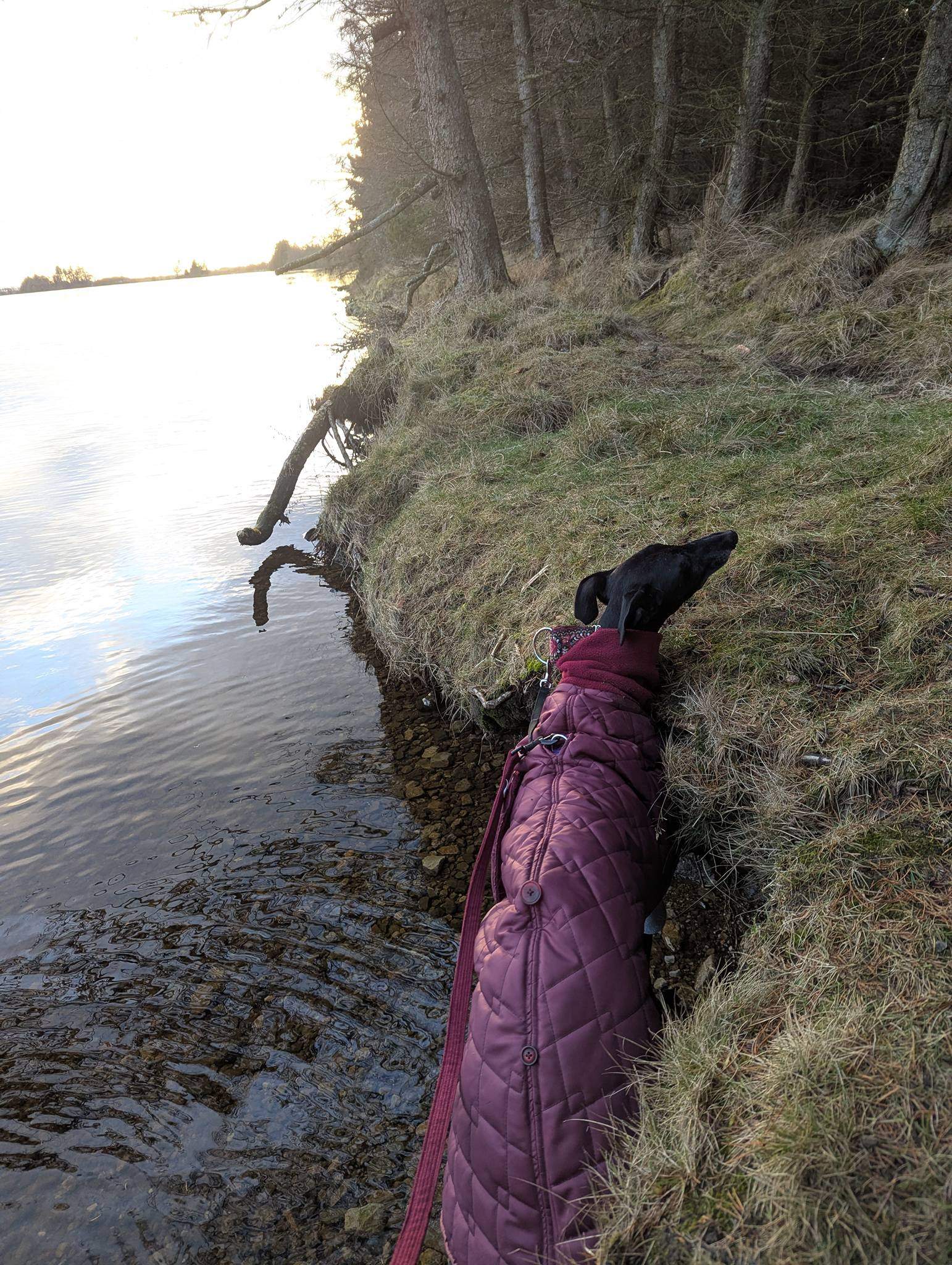 guijo_1188902683450018