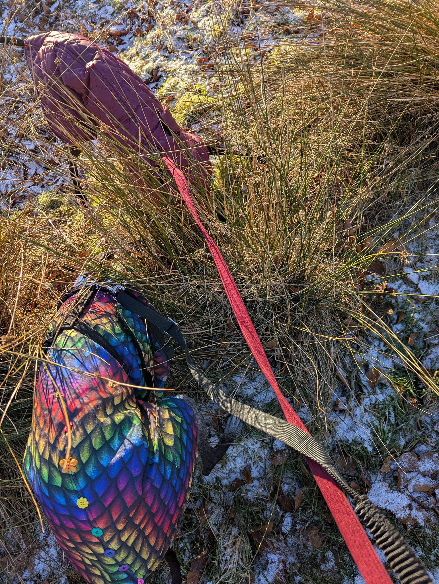 guijo_1190148976658722