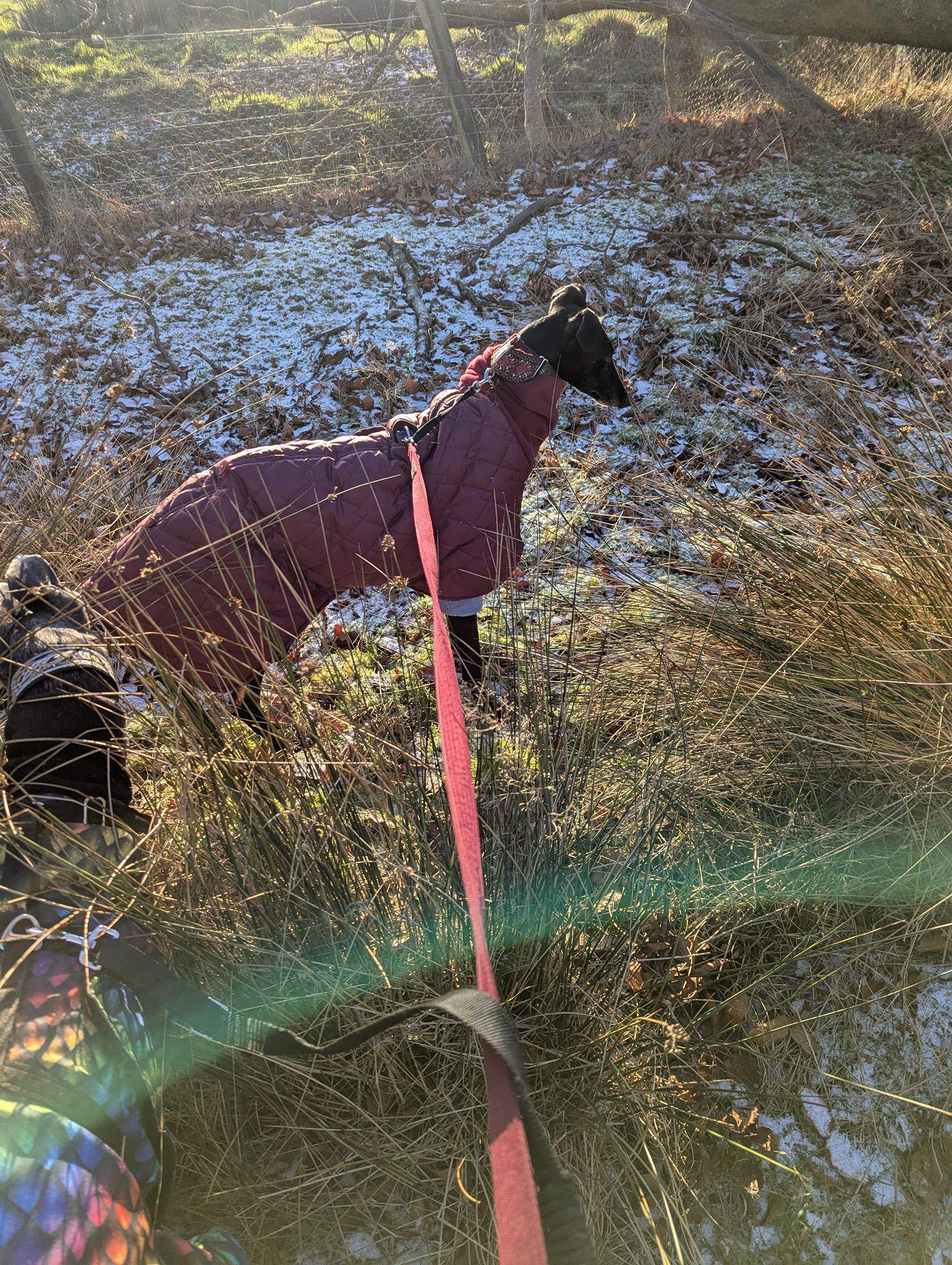 guijo_1190149046658715