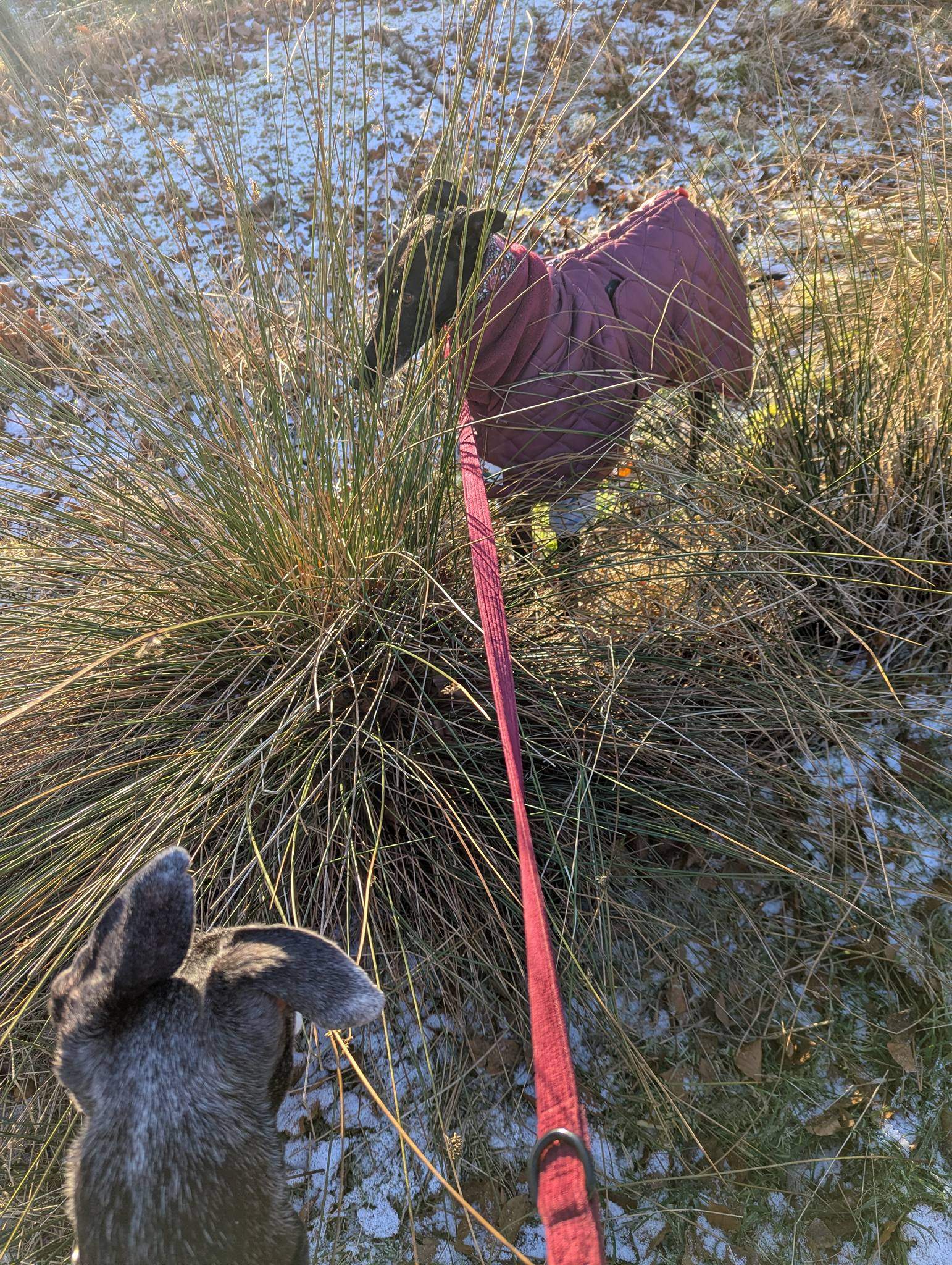 guijo_1190149126658707