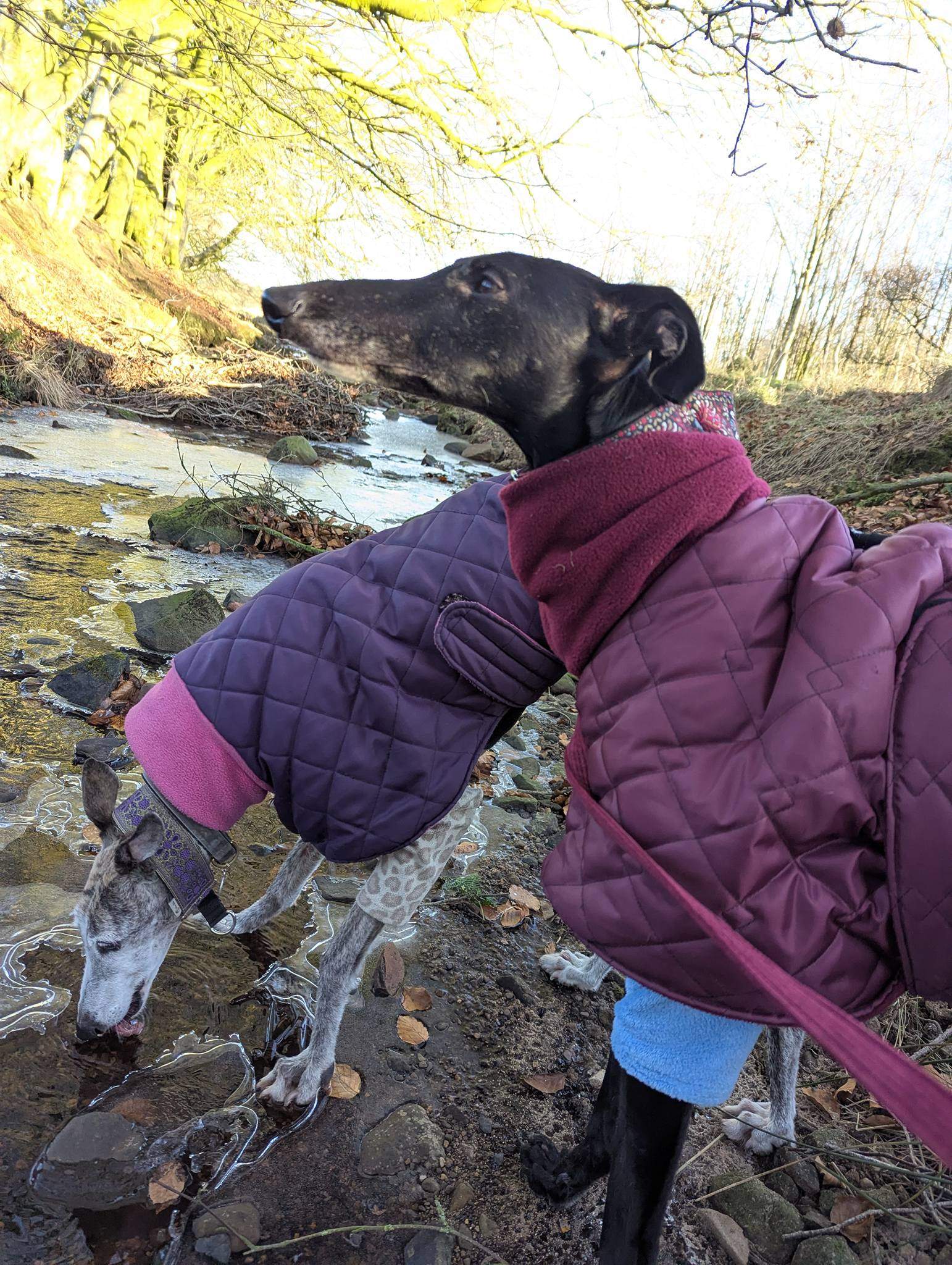 guijo_1190149306658689