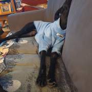 guijo_1190149416658678