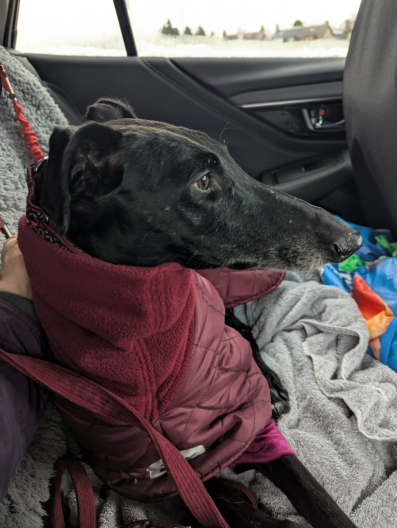 guijo_1194621212878165