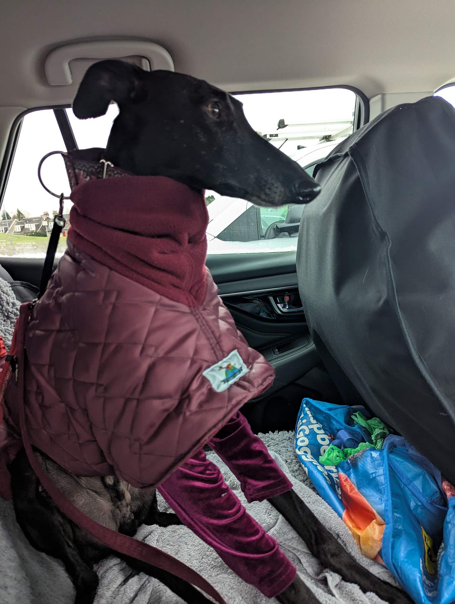 guijo_1194621259544827