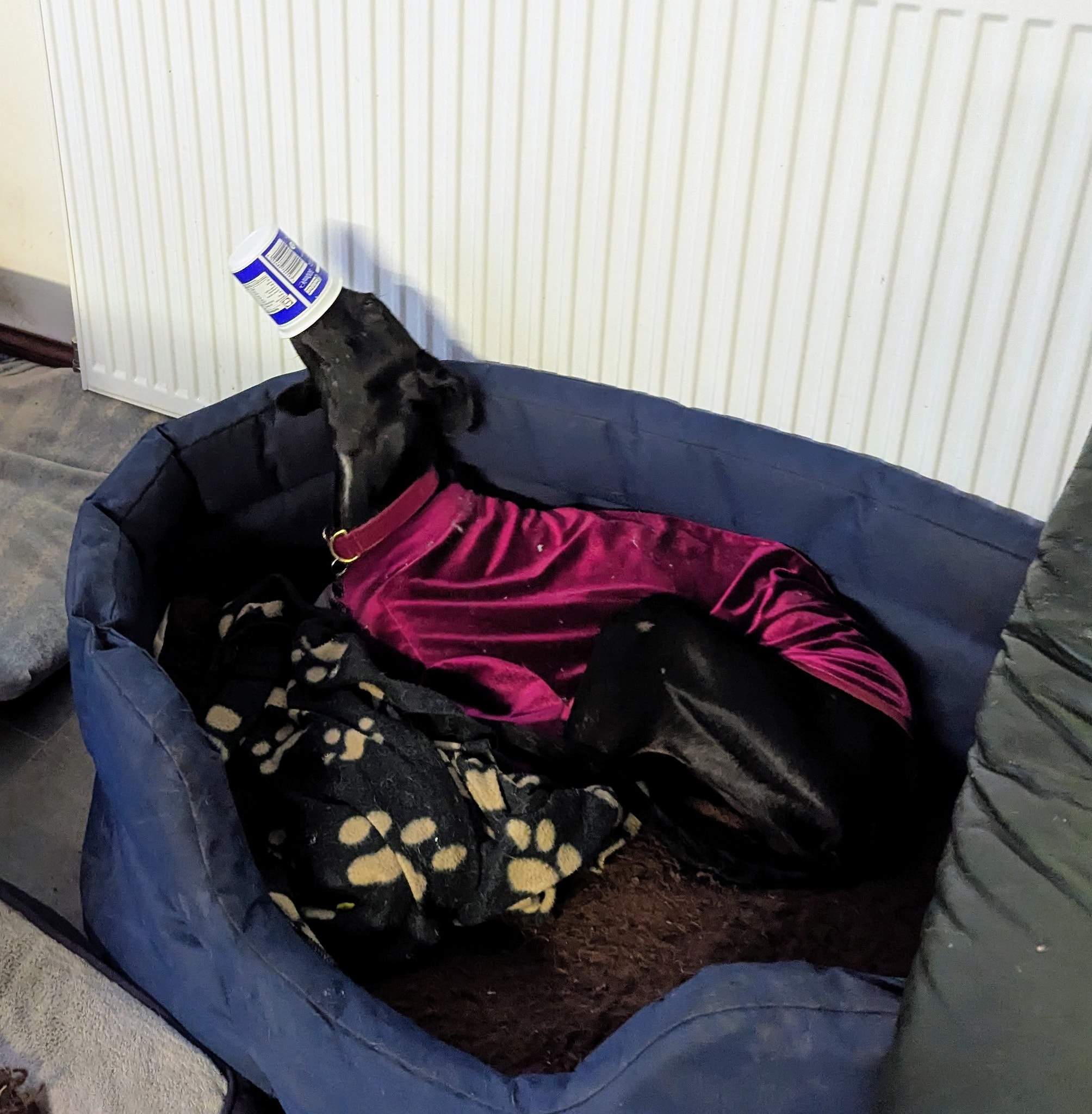 guijo_1194621286211491