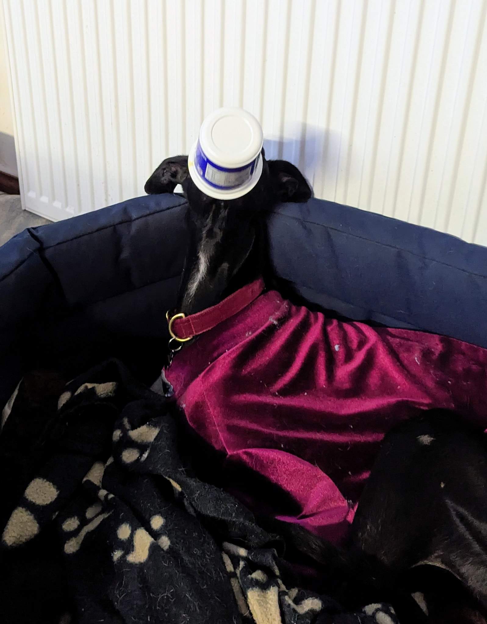 guijo_1194621319544821