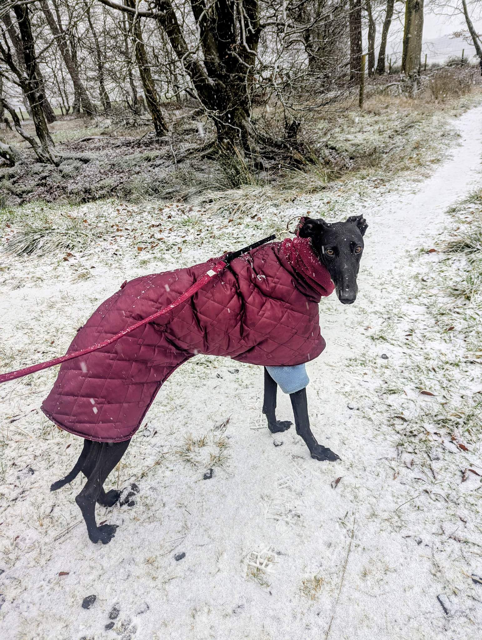 guijo_1194621362878150