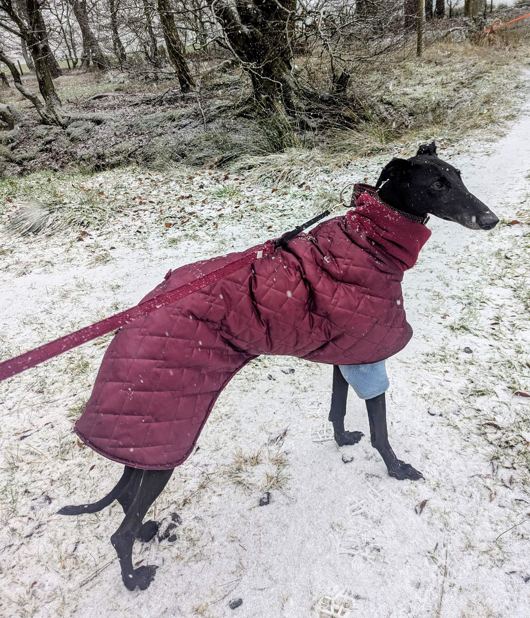 guijo_1194621422878144