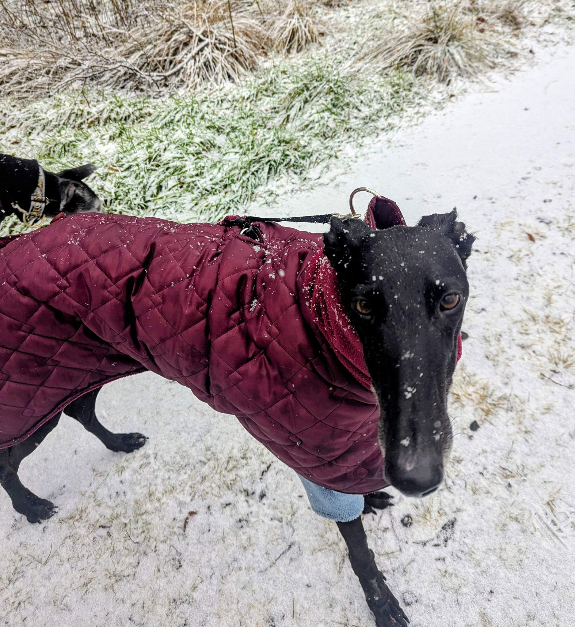 guijo_1194621452878141