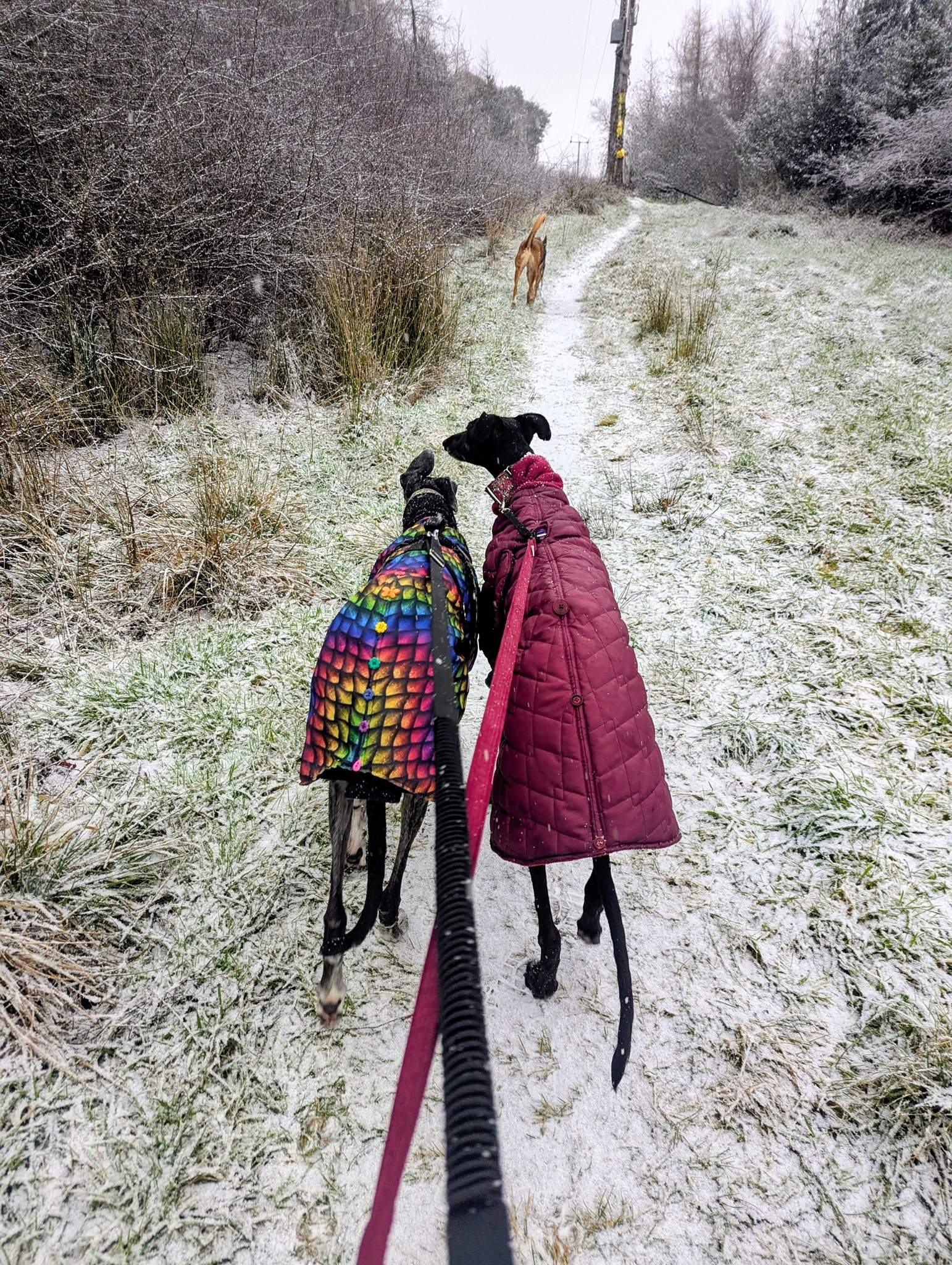 guijo_1194621479544805