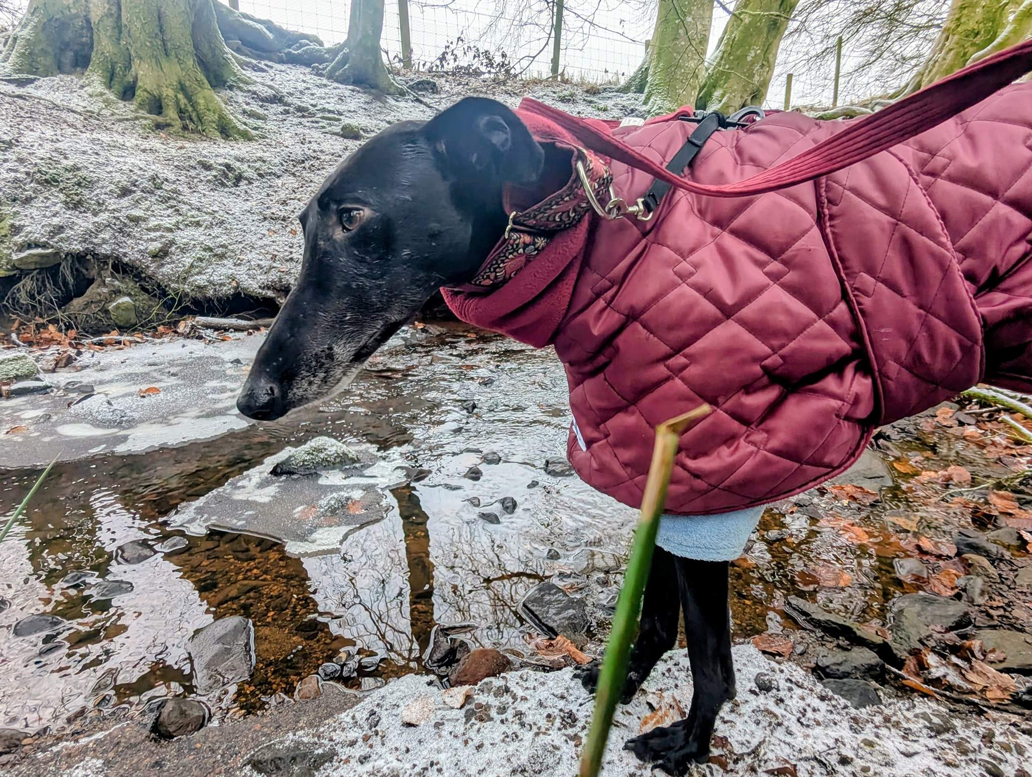 guijo_1194621516211468