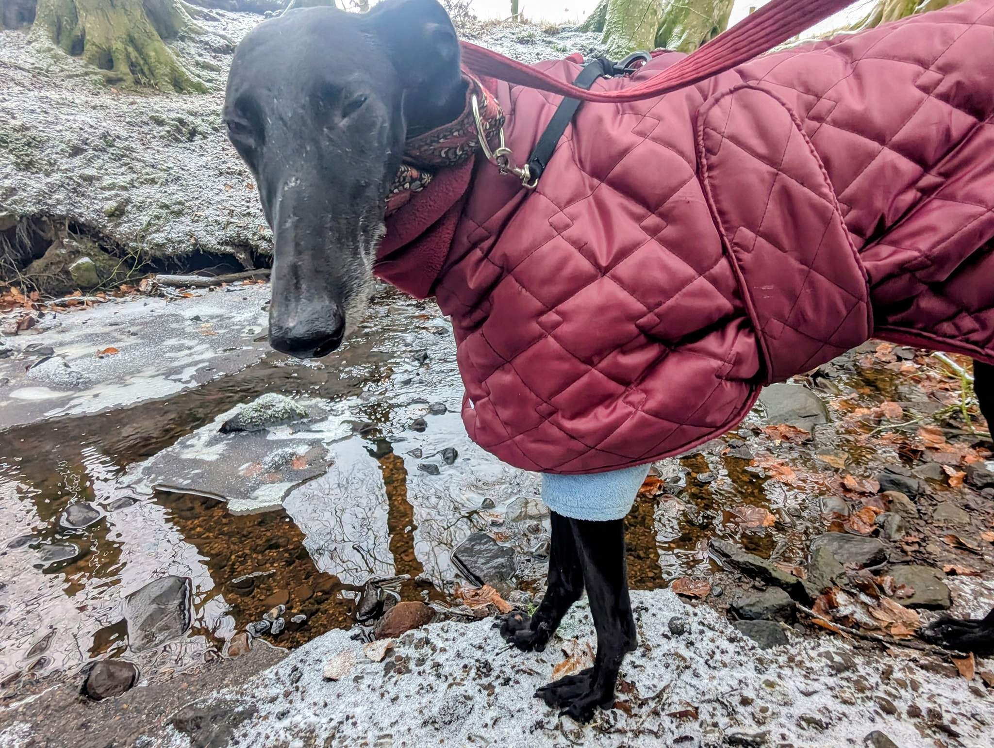 guijo_1194621546211465