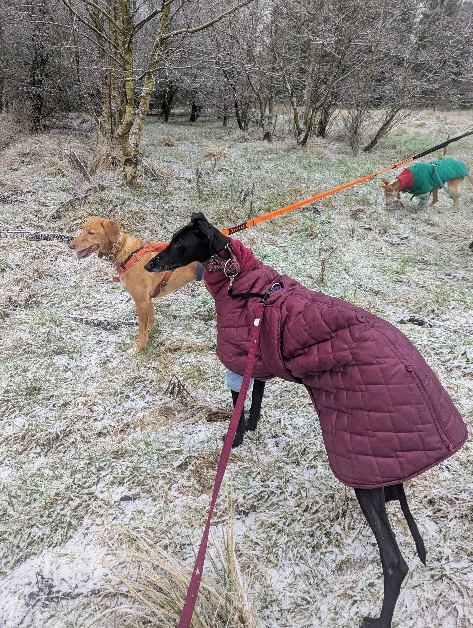 guijo_1194621572878129