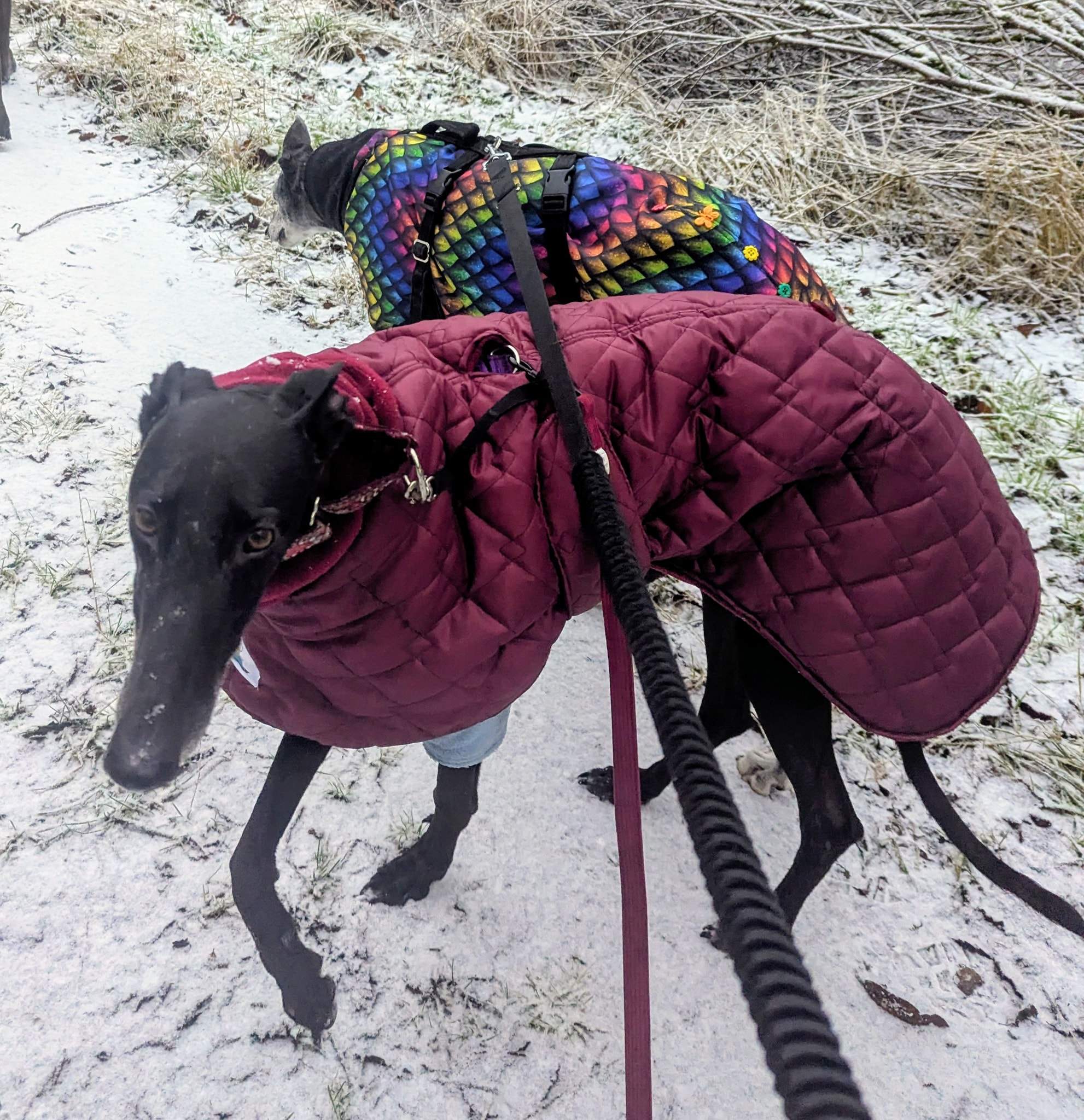 guijo_1194621612878125