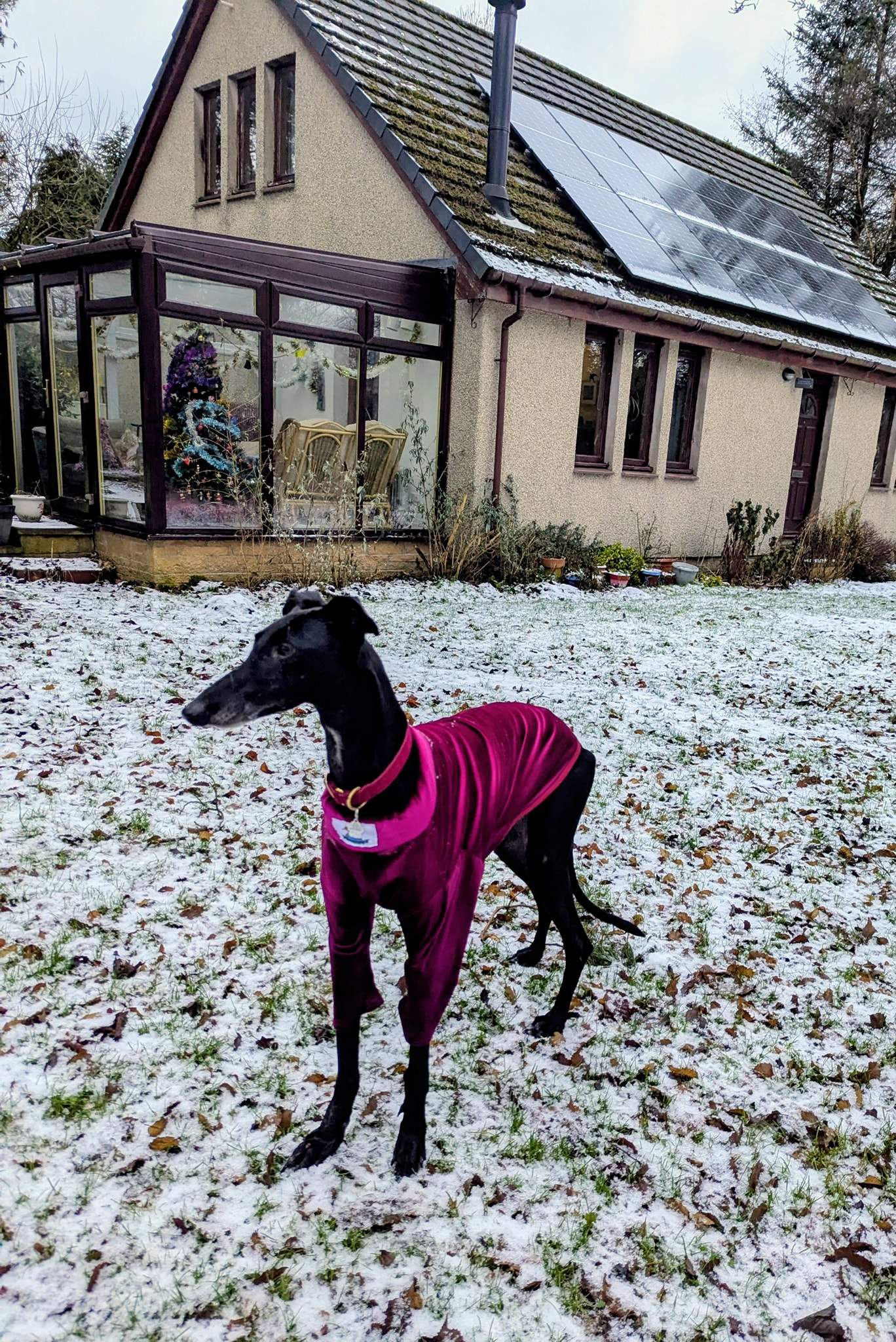 guijo_1196114686062151