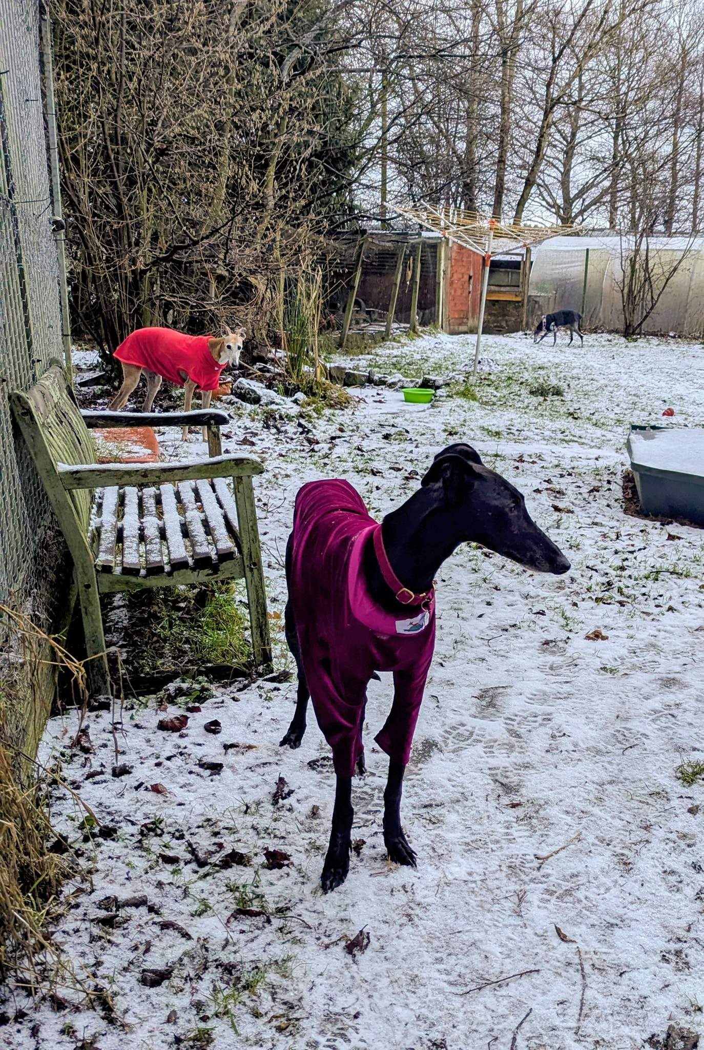 guijo_1196114709395482