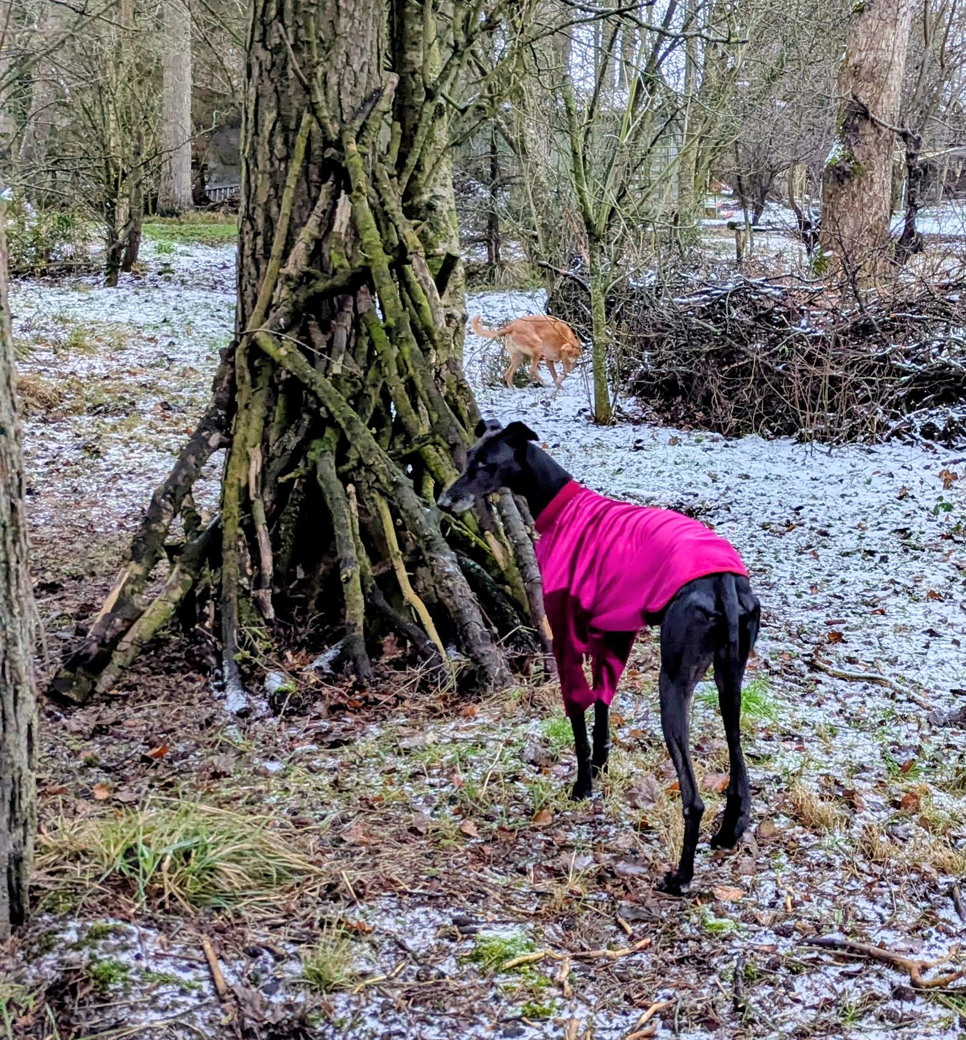 guijo_1196114739395479