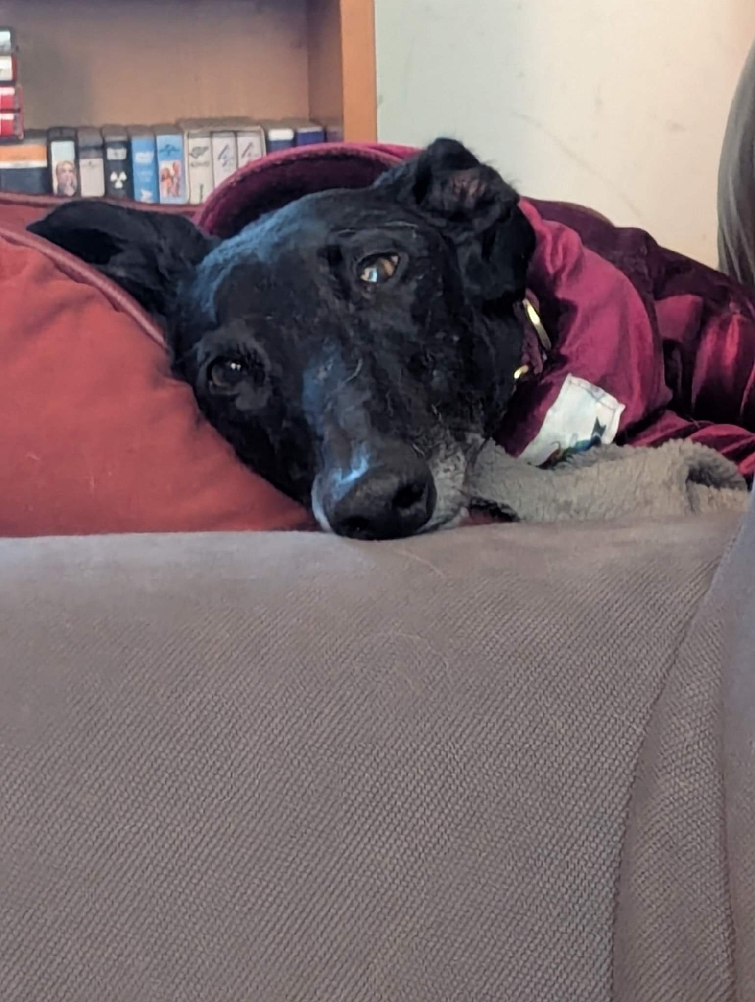 guijo_1196114762728810