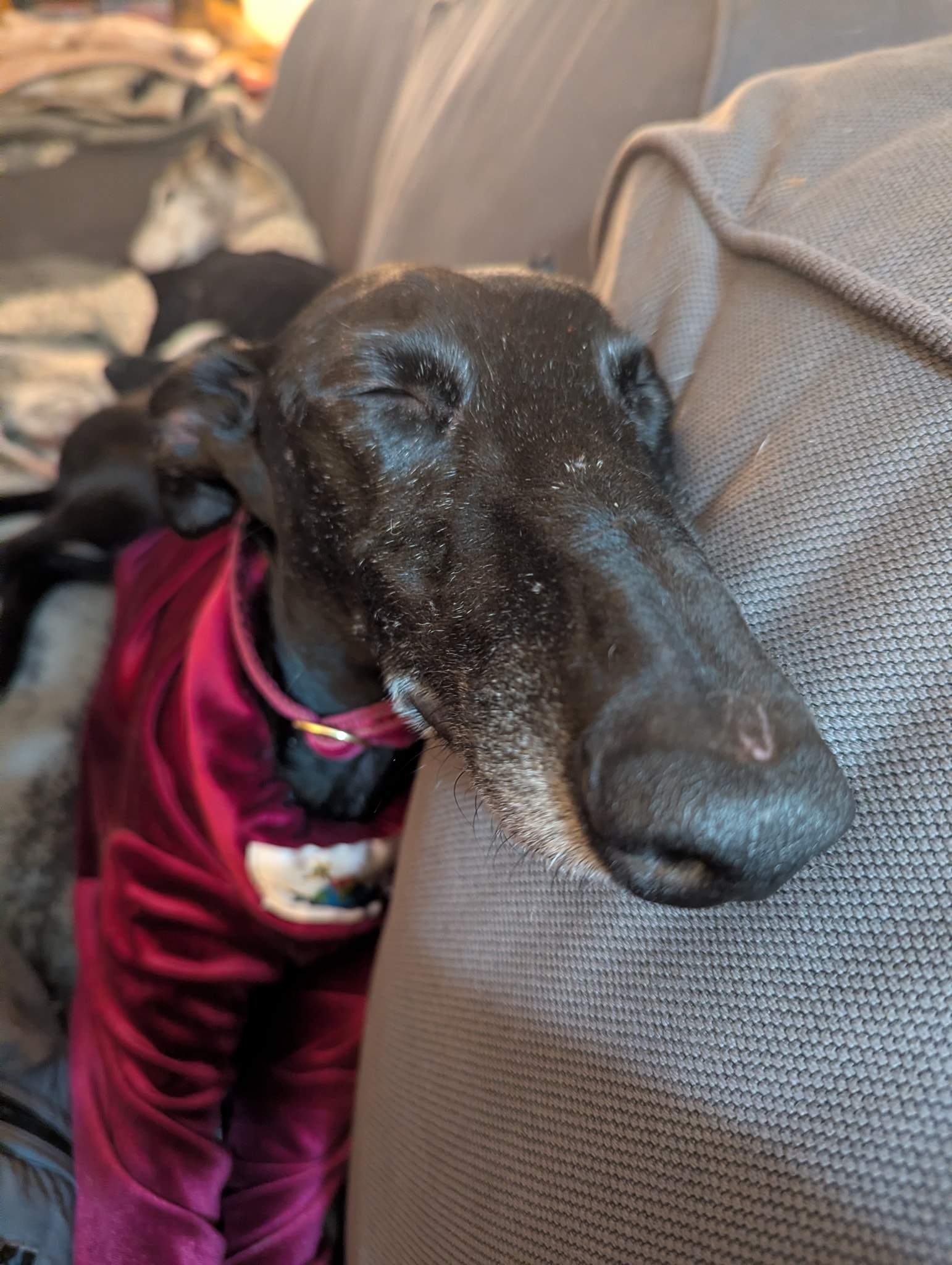 guijo_1196114796062140