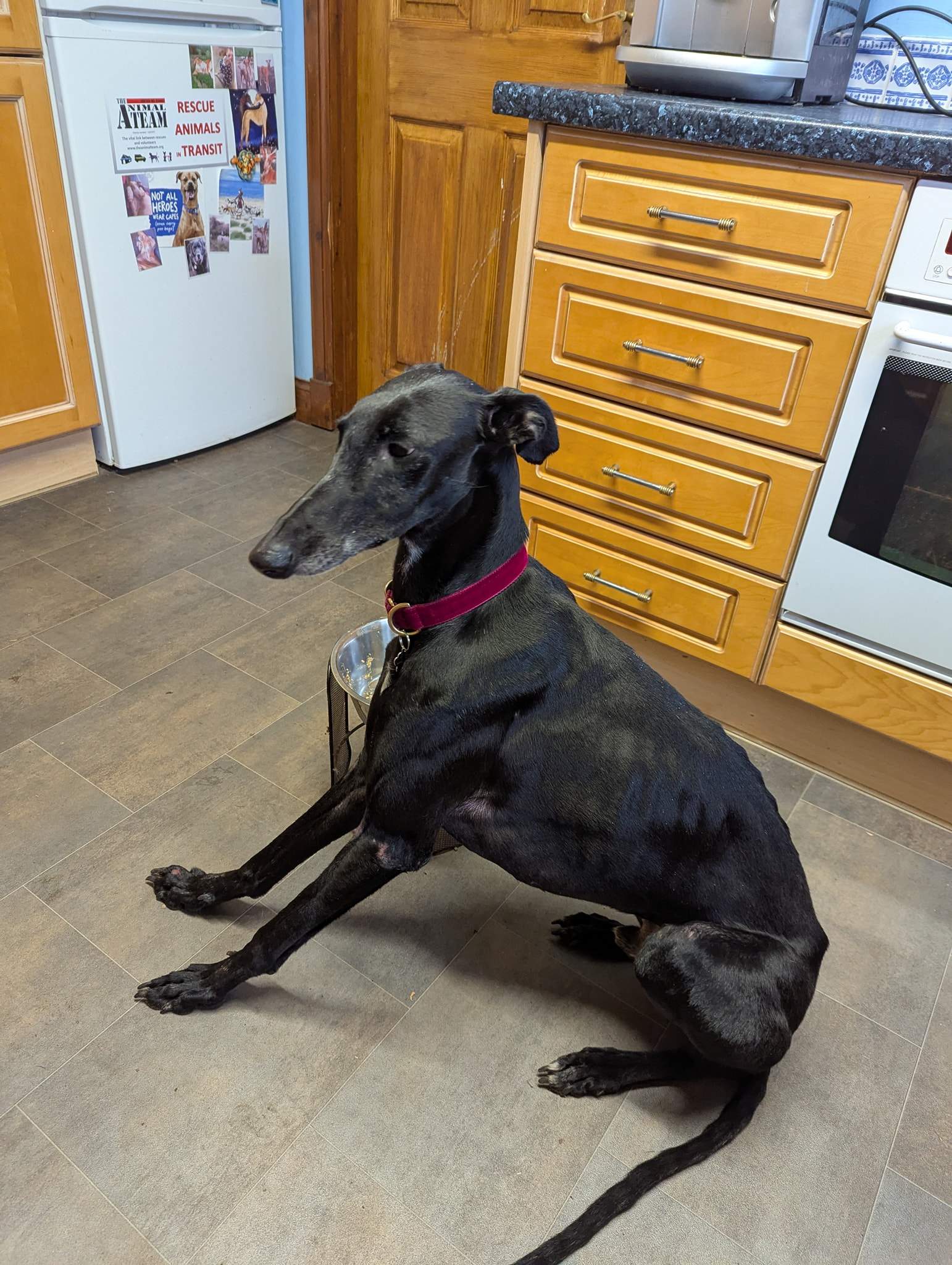 guijo_1203342238672729