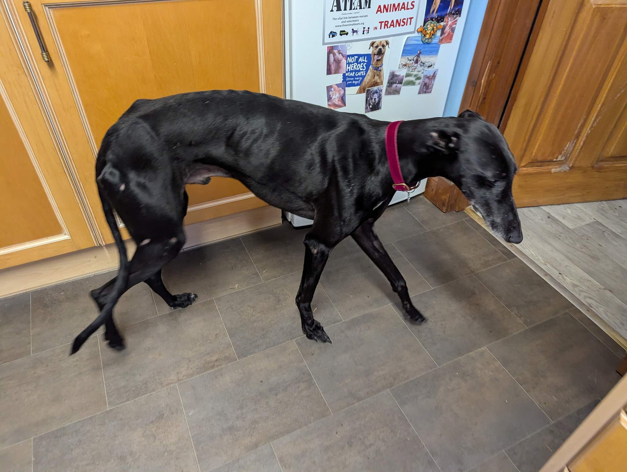 guijo_1203342328672720