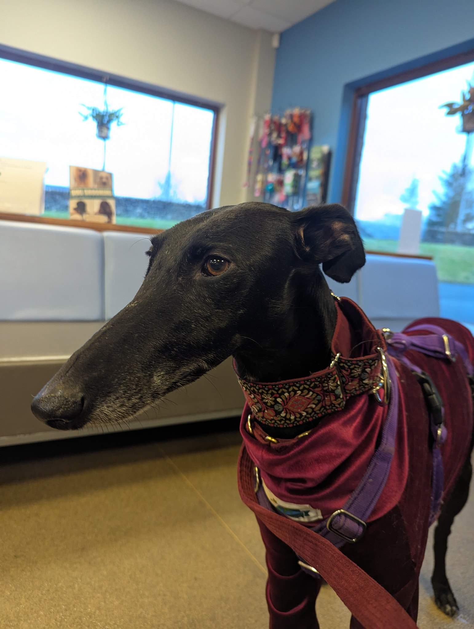 guijo_1203342348672718